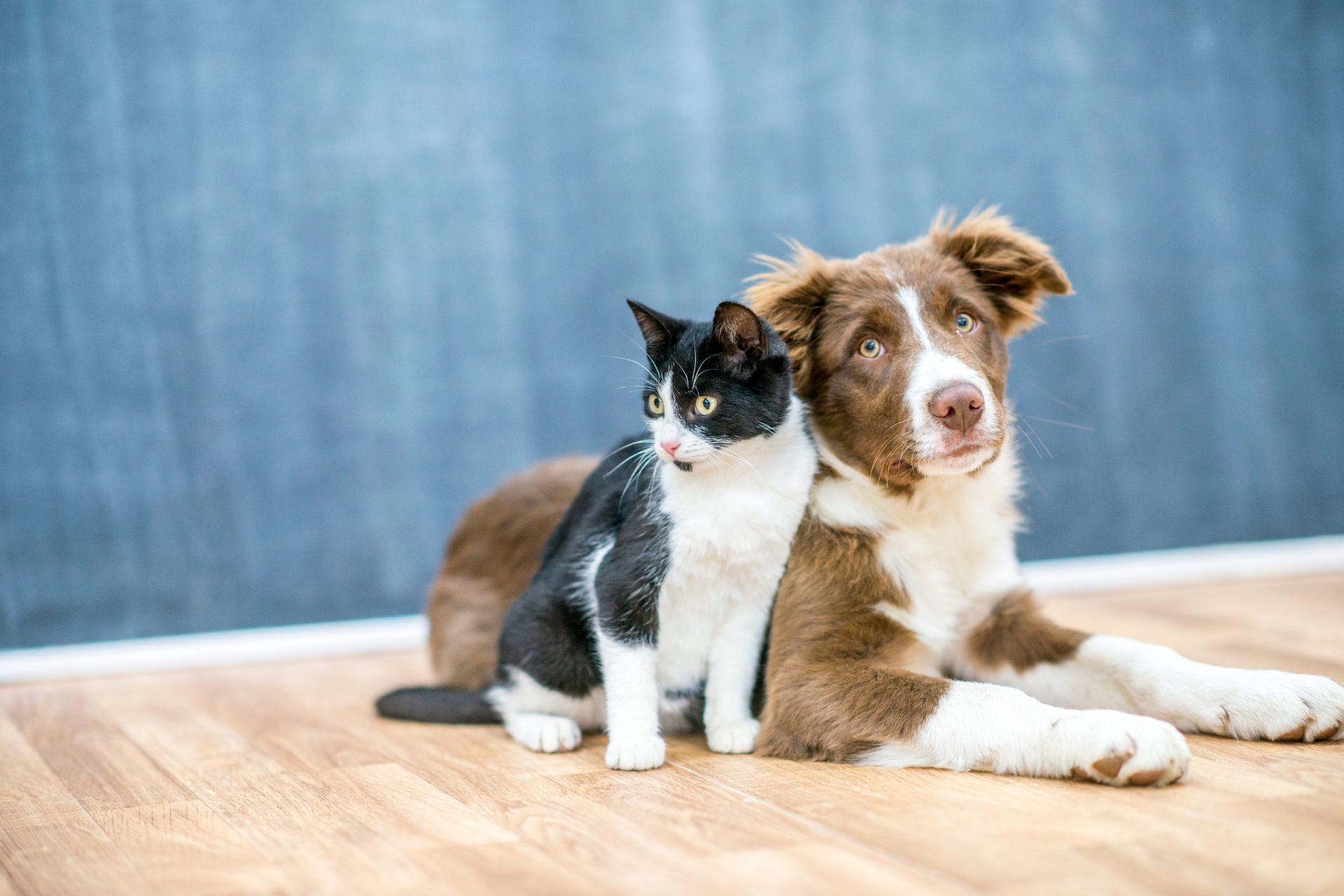 Dog care image for Dog Medication Calculator: Safe Dosage Charts
