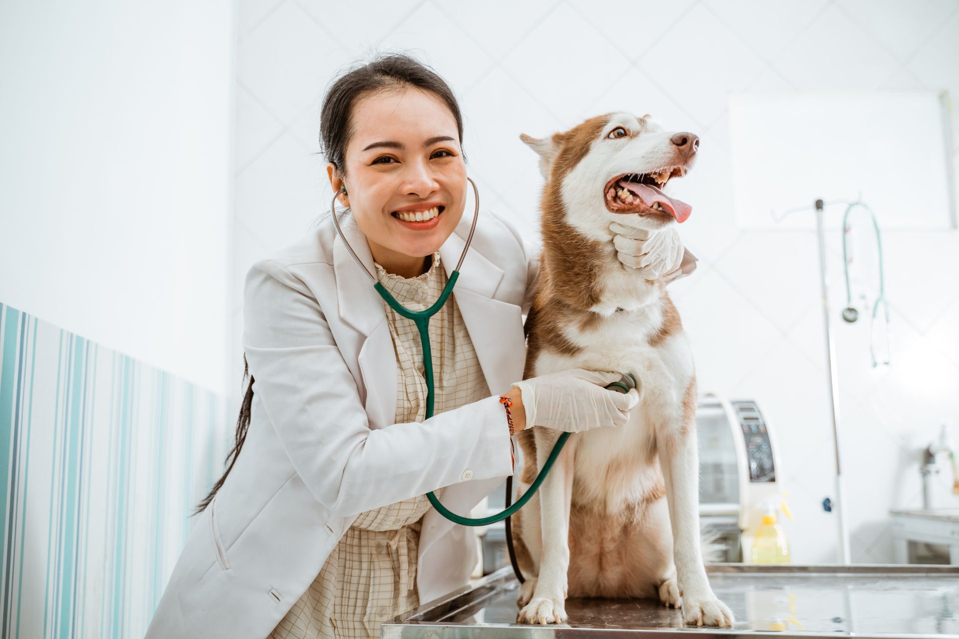 Pet care image for Microchip Registry Lookup