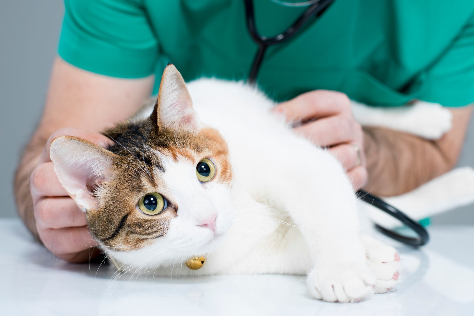 Converter tools for pet owners