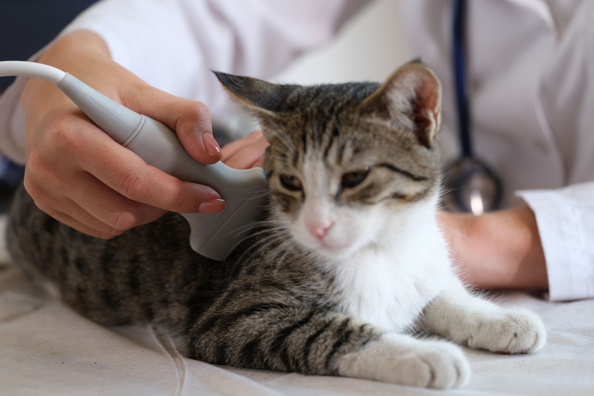 Cat care image for Cat Life Expectancy Calculator