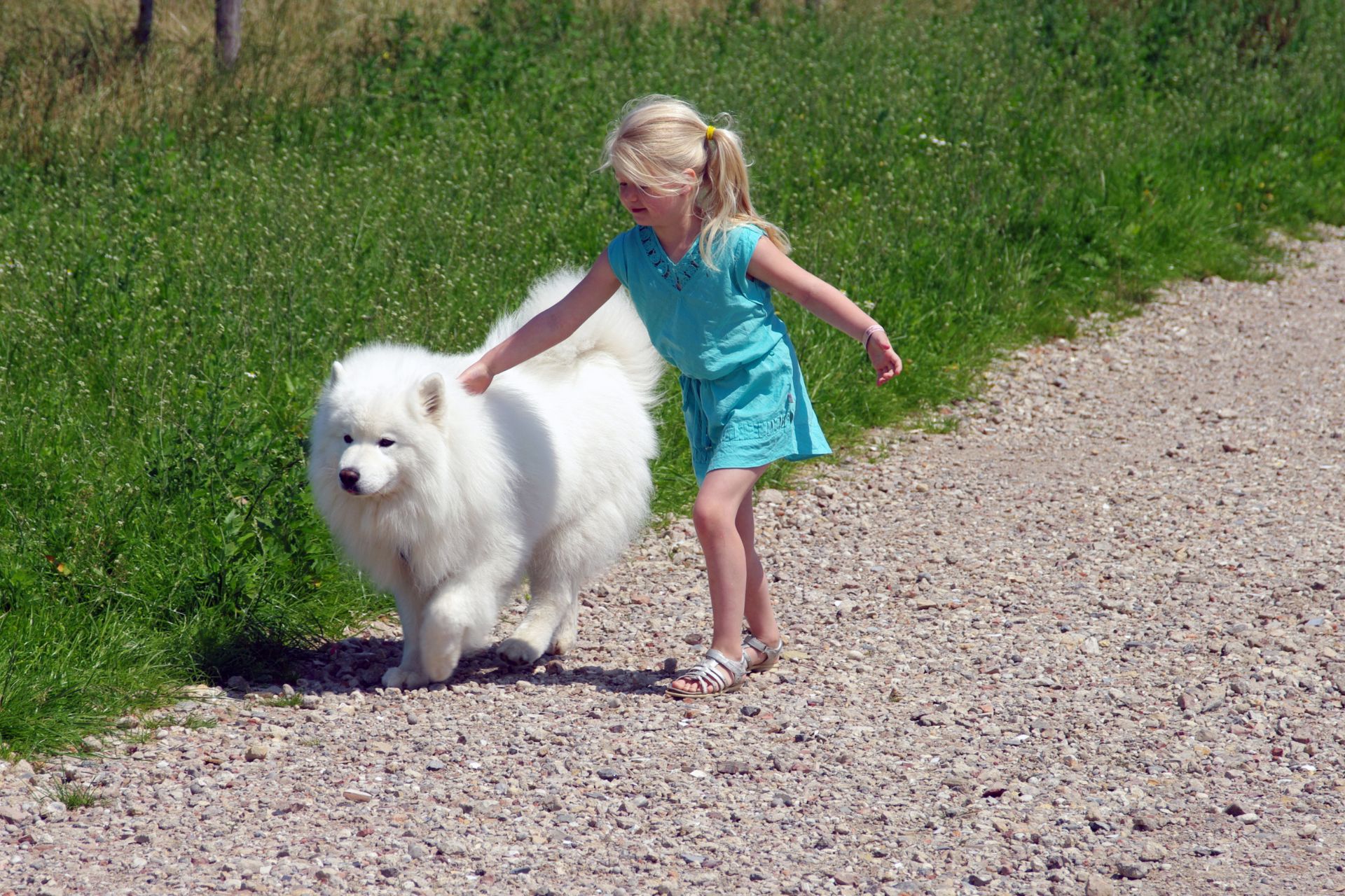 Comparisons tools for pet owners