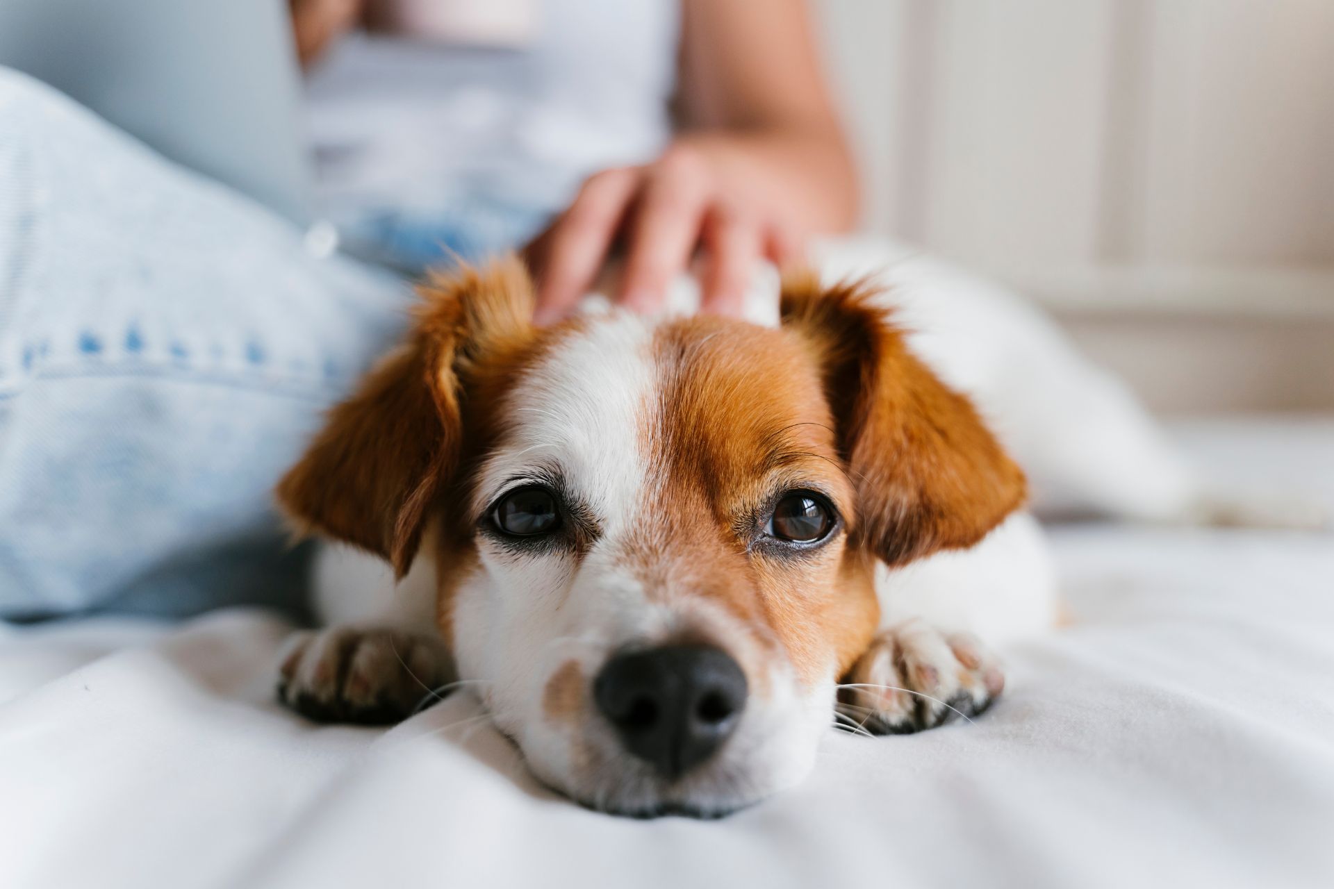 Dog care image for Calcium Content Calculator for Large Breed Puppy Food