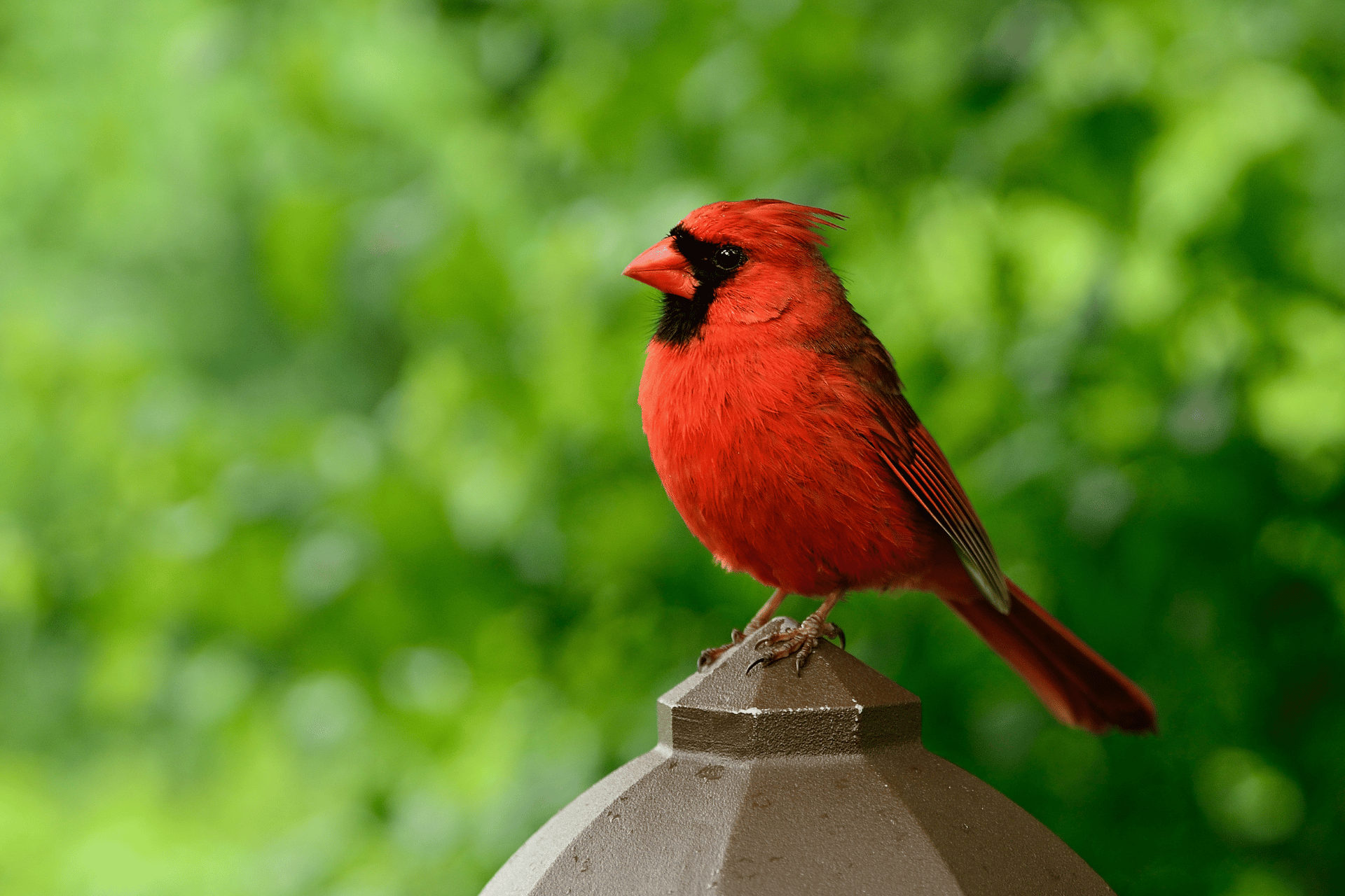 Bird care image for Bird Age Calculator