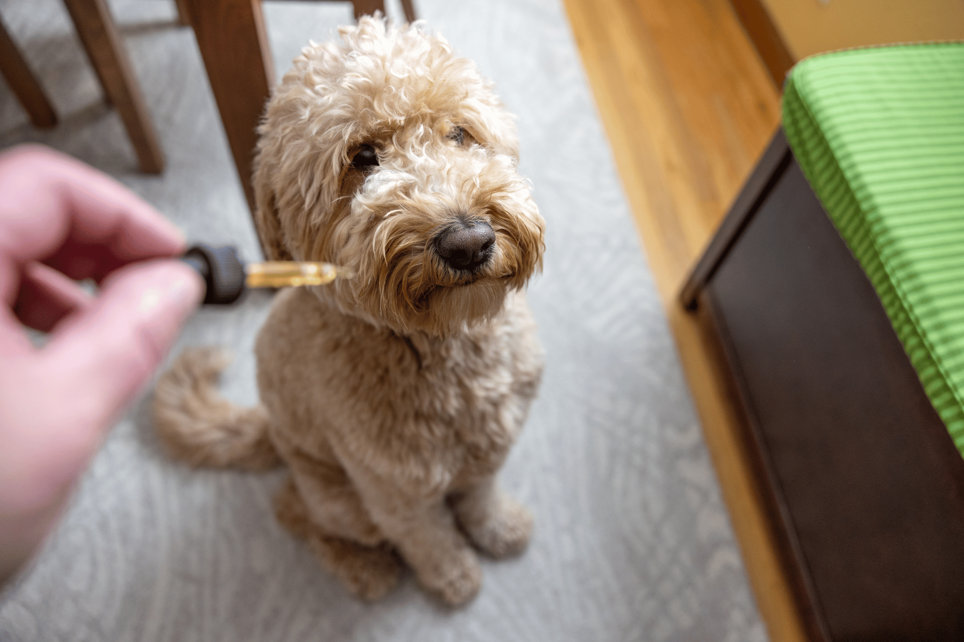 Dog care image for CBD Dosage Calculator for Pets