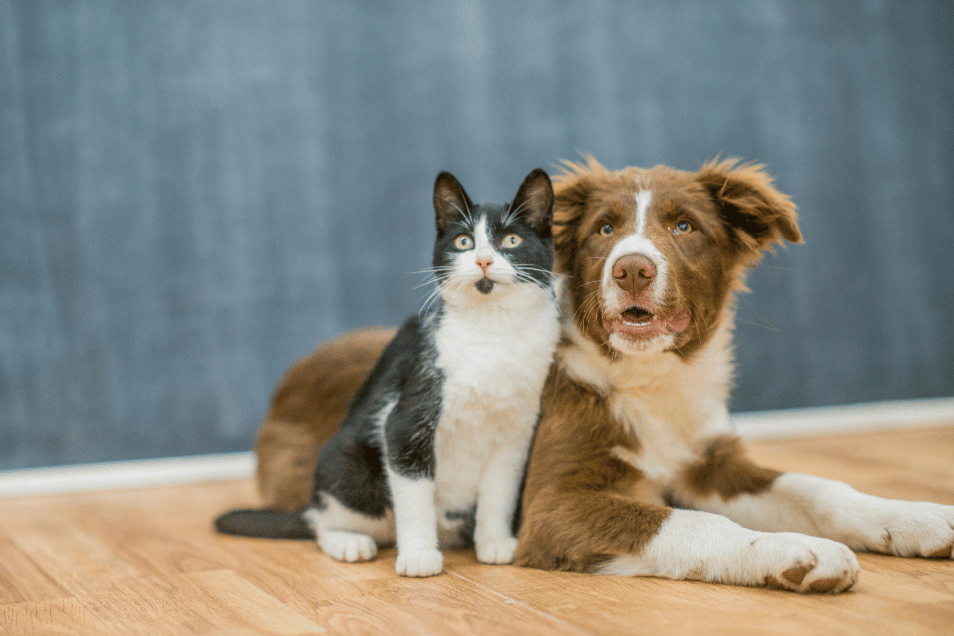 Cat care image for CBD Dosage Calculator: Dosage for Cats and Dogs