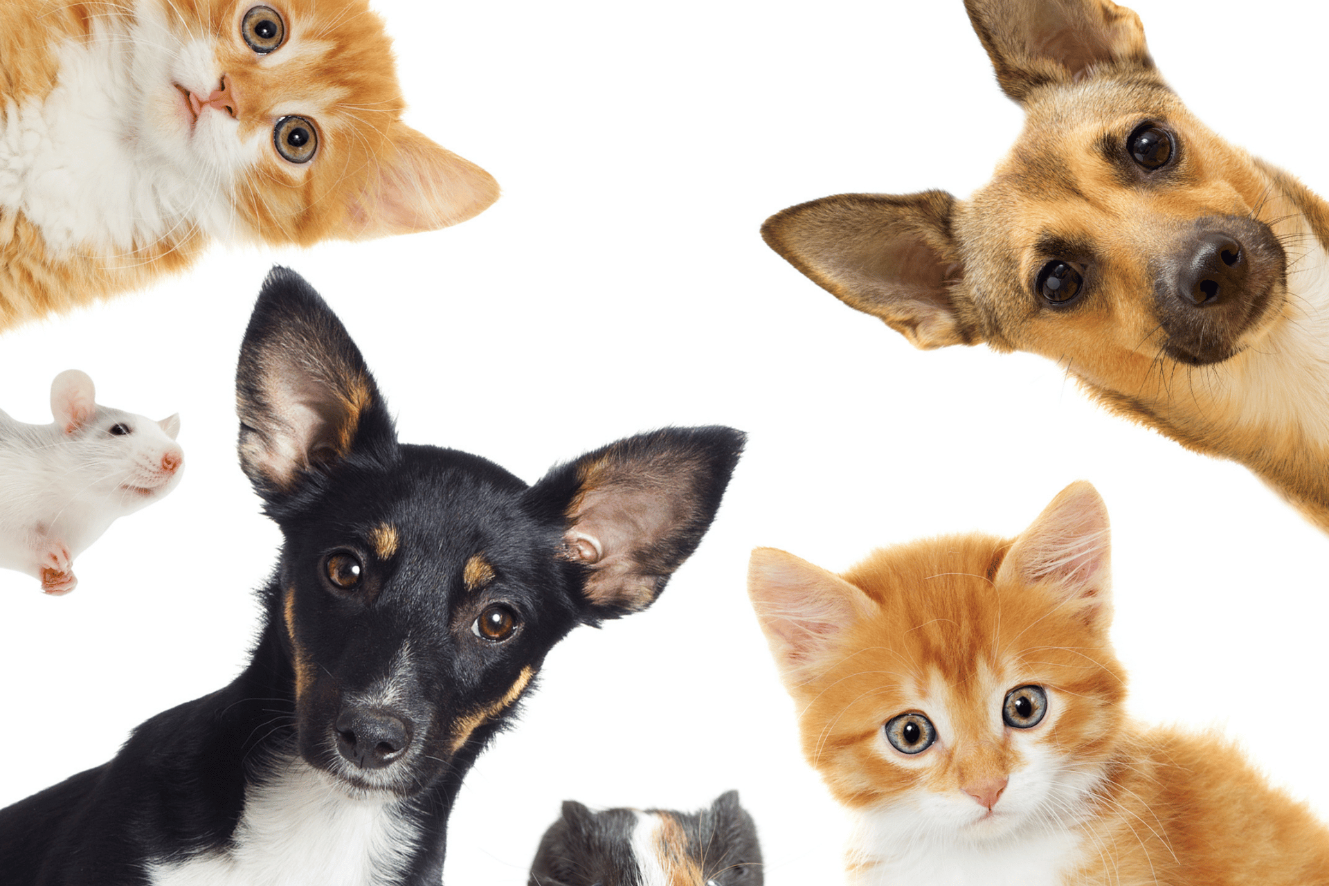Dog / Cat care image for Calorie Content of Dog Food/Cat Food
