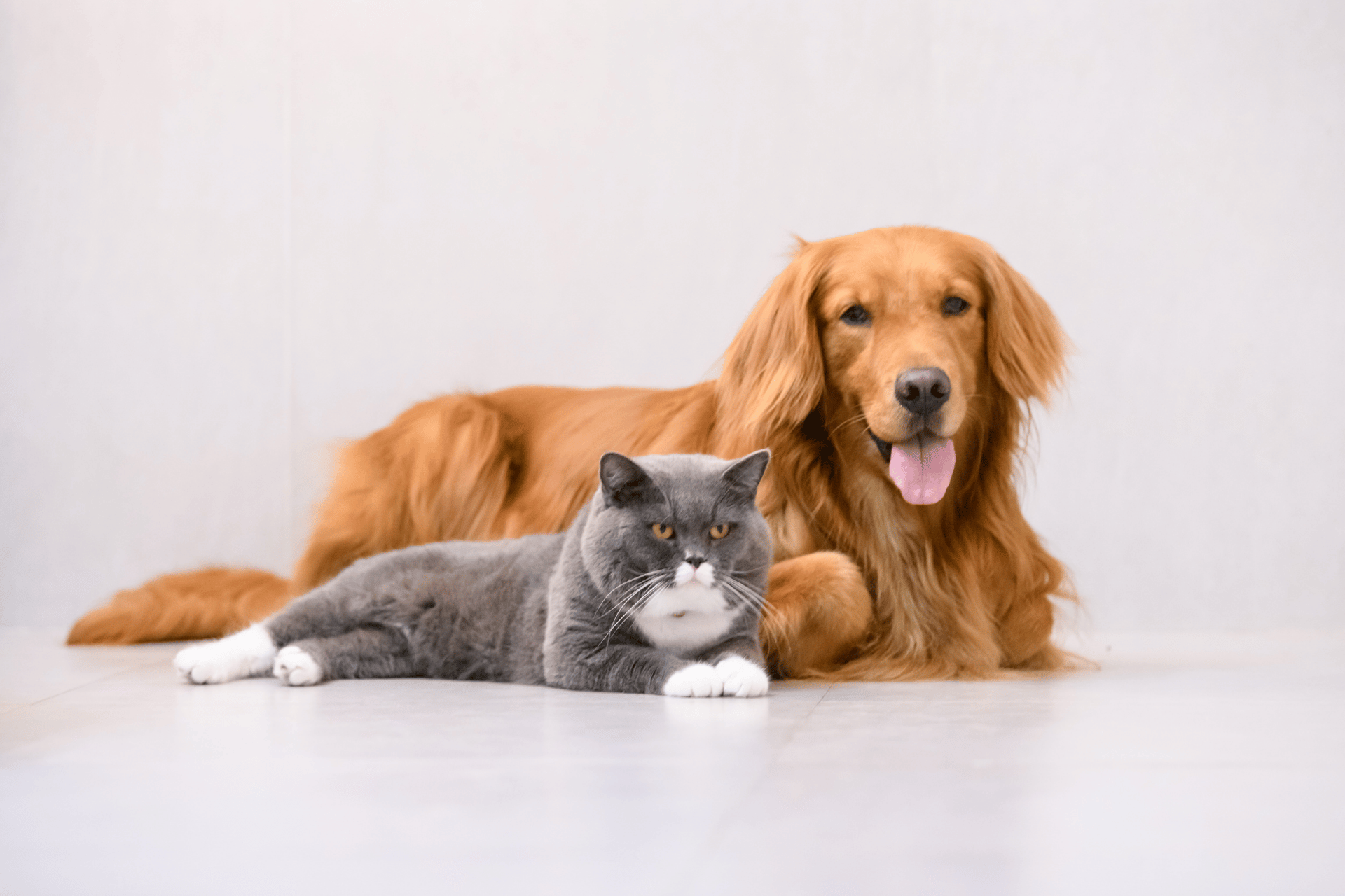 Dog / Cat care image for Canine & Feline Water Consumption Calculator