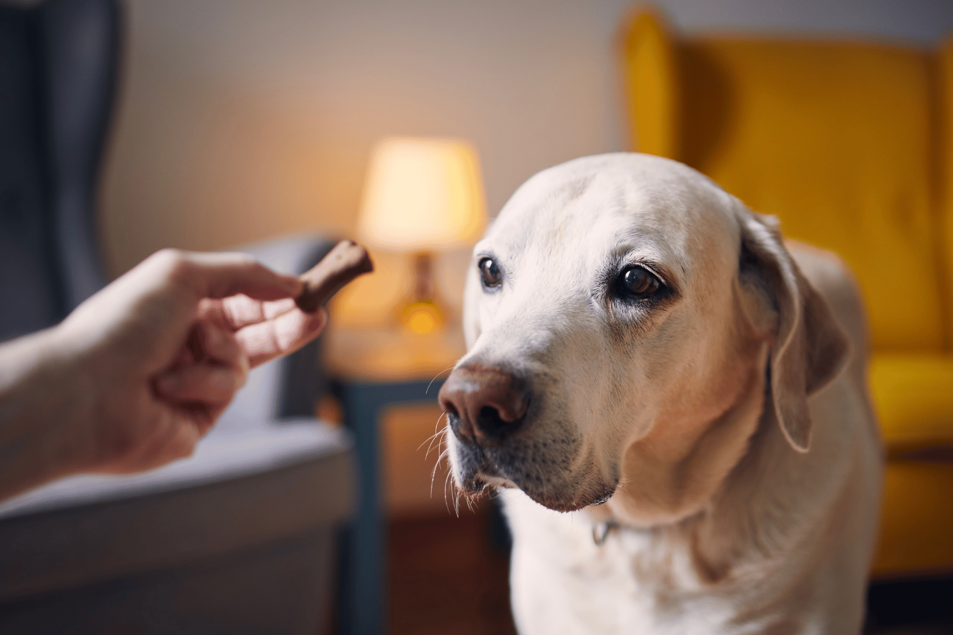 Dog care image for C-BARQ: Canine Behavioral Assessment & Research Questionnaire