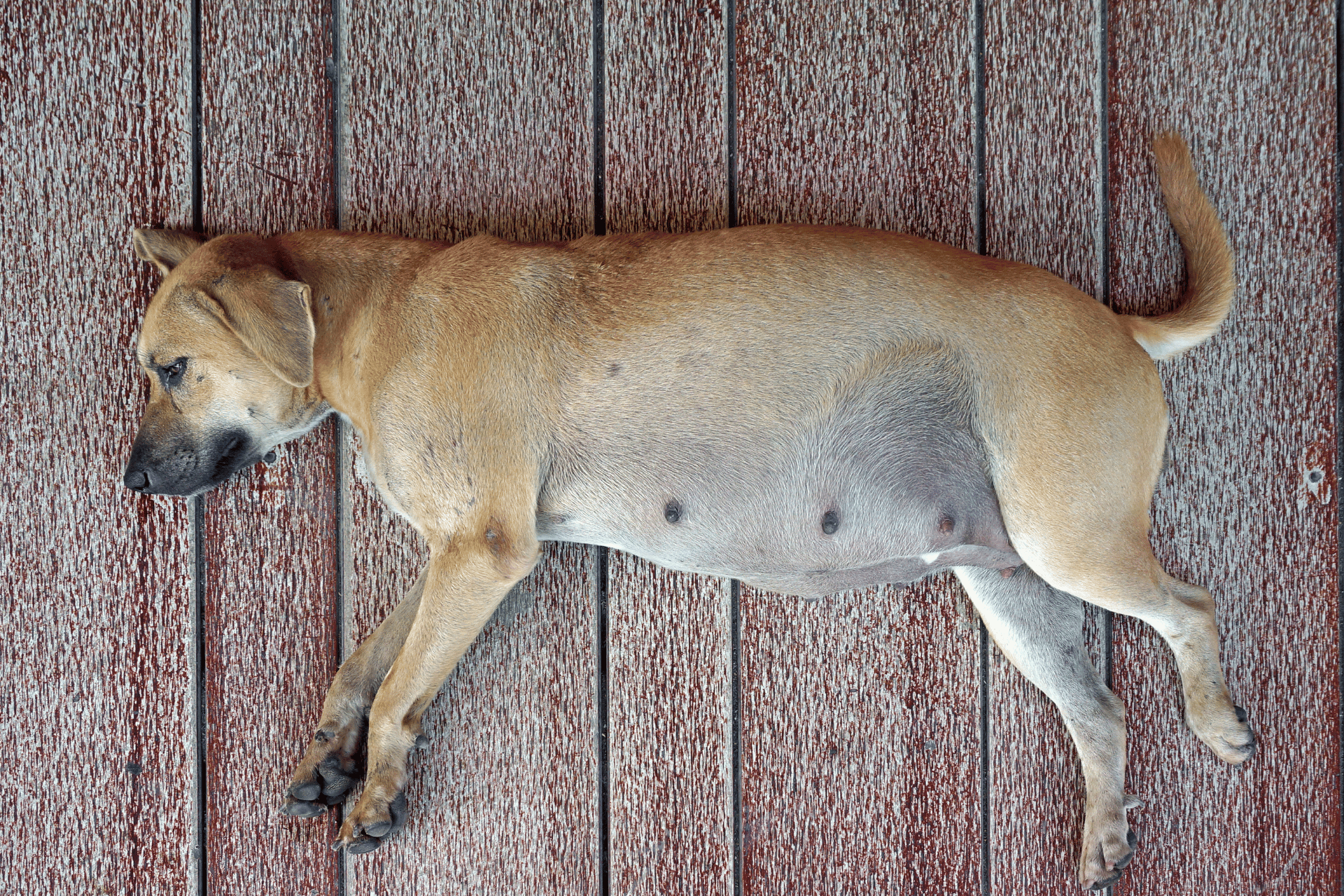 Dog care image for Canine Pregnancy Calculator and Calendar