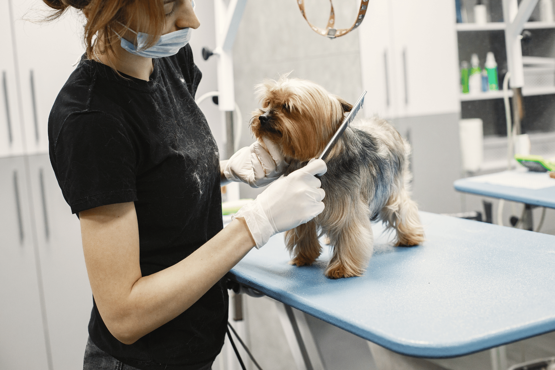 Dog / Cat care image for Canine Transfusion Calculator