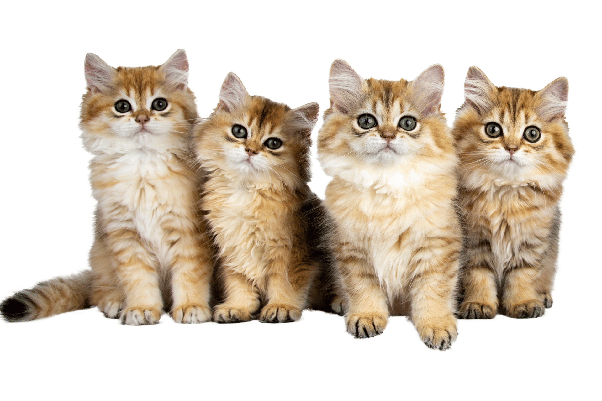 Cat care image for Cat Breed Selector
