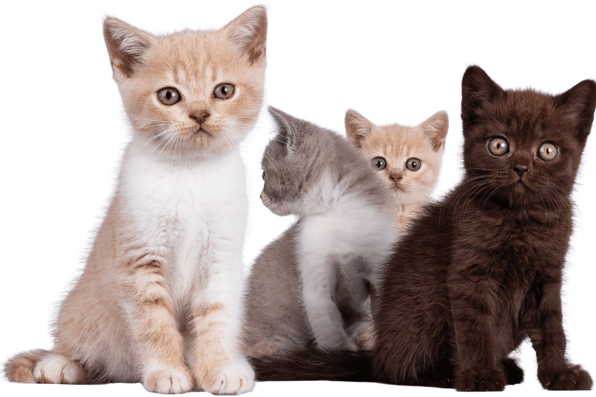 Cat care image for Cat Breeding Calculator