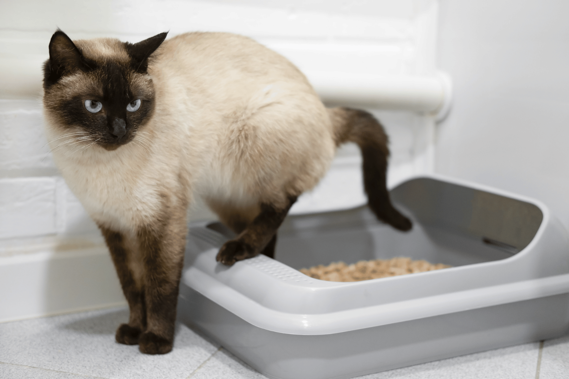 Cat care image for Cat Litter Calculator