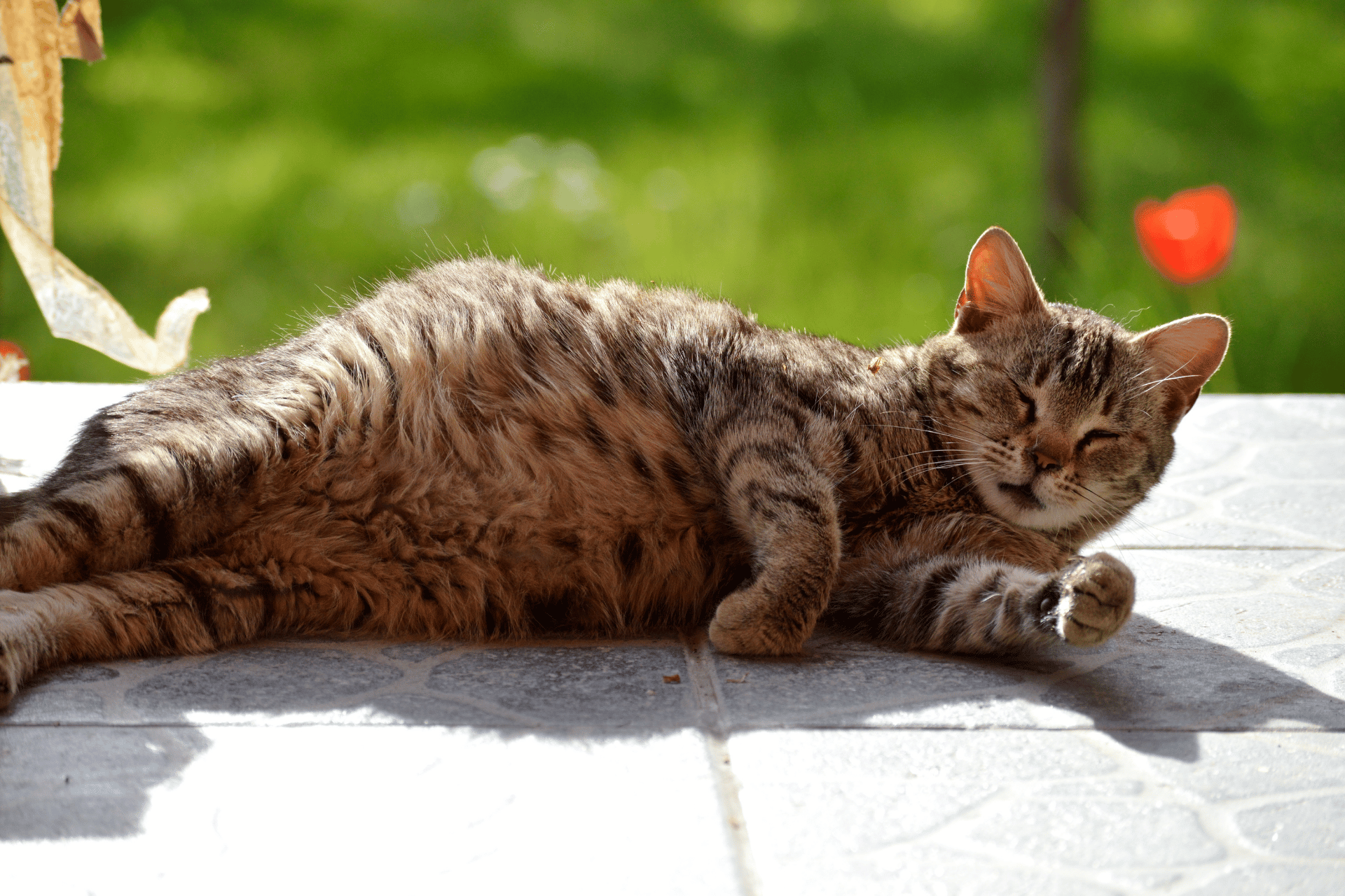 Cat care image for Cat Pregnancy Calculator