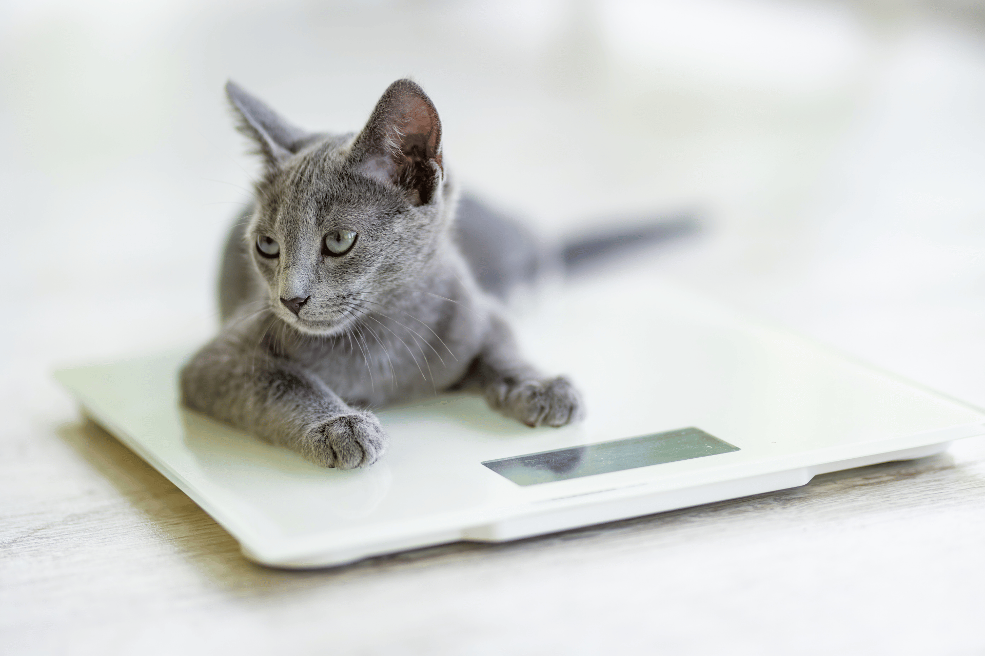 Cat care image for Cat Weight Calculator (BMI)