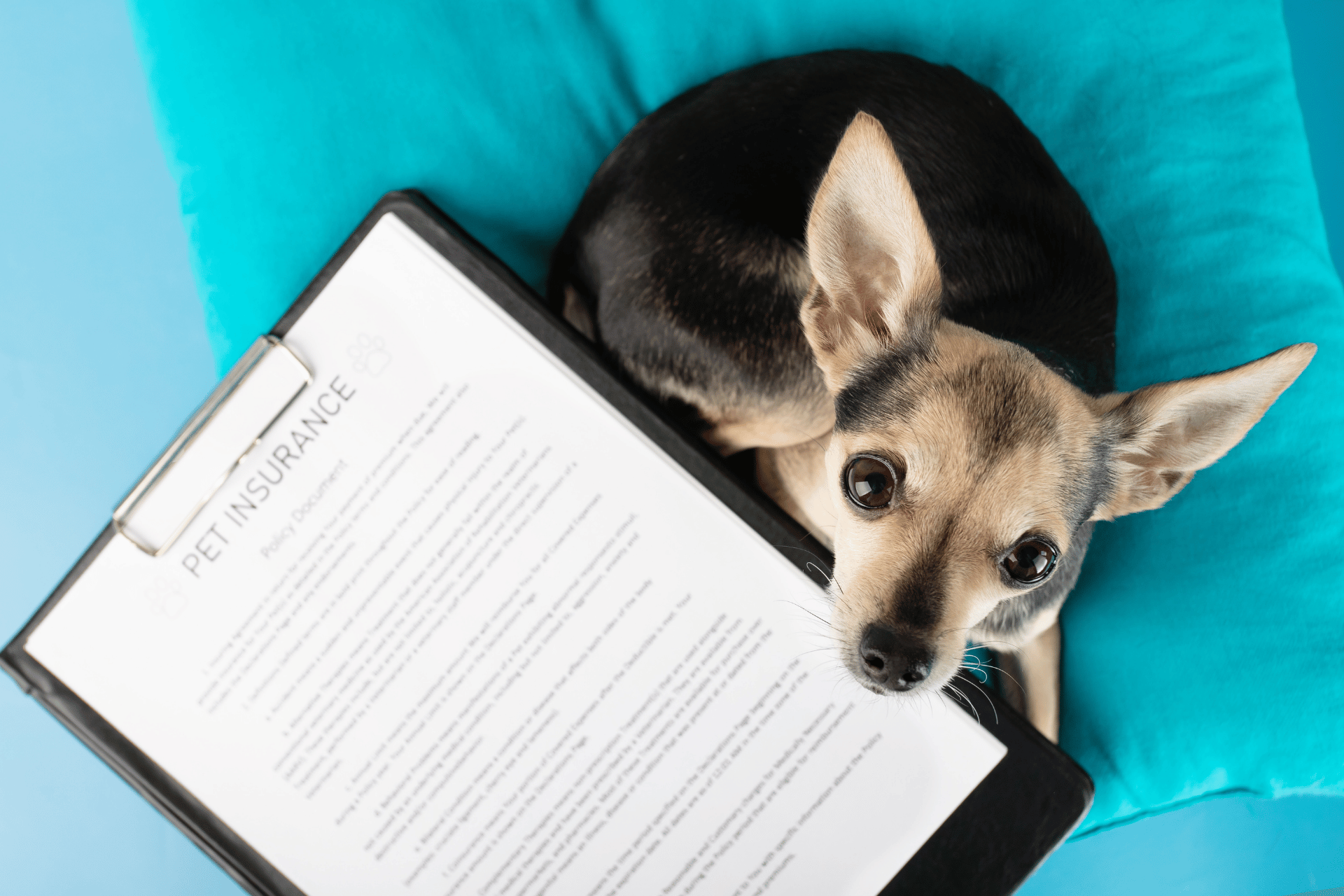 Pet care image for Compare Best Pet Insurance Companies