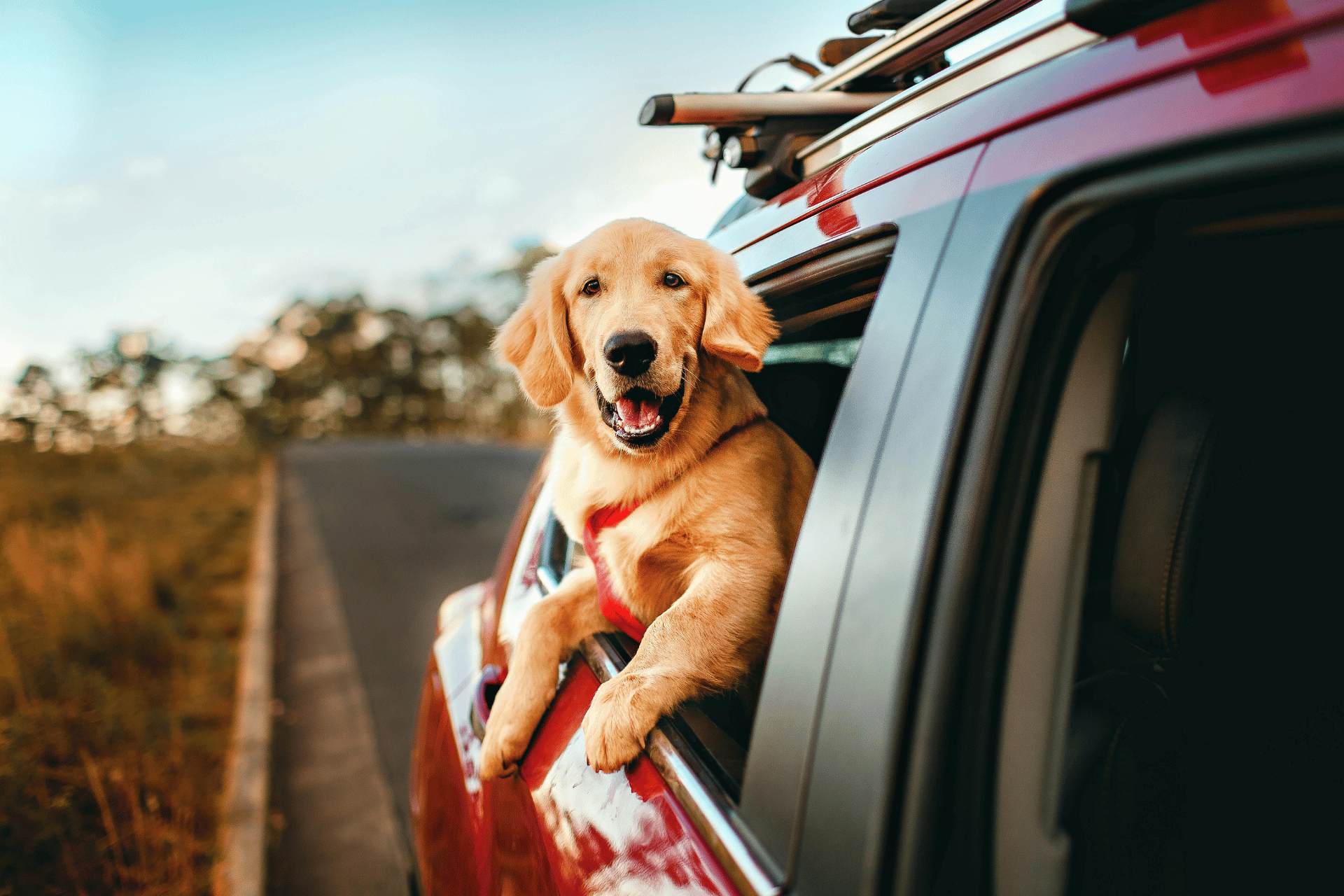 Dog care image for Cost of Owning a Dog Calculator