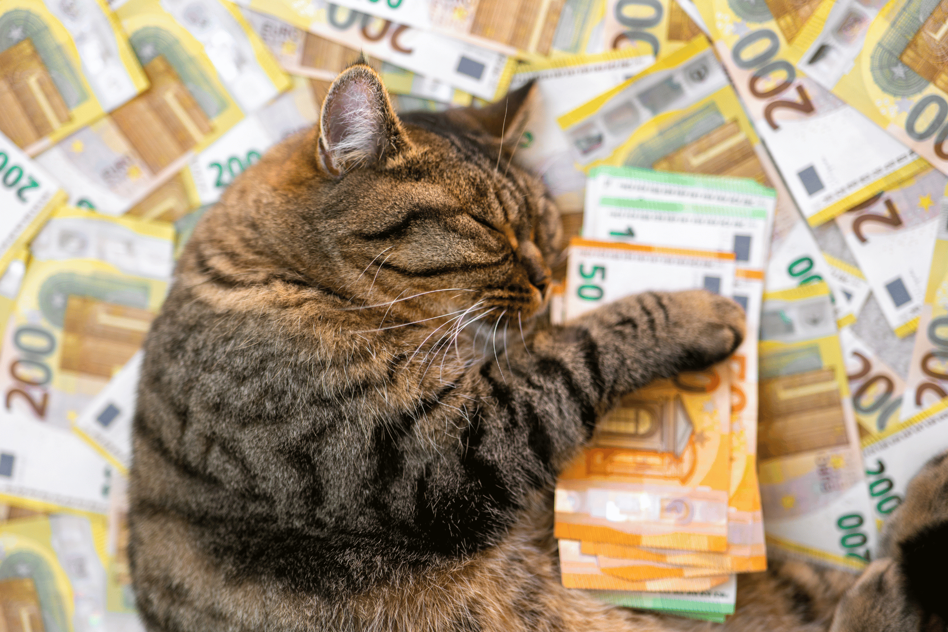 Cat care image for Costs of Owning a Pet Calculator