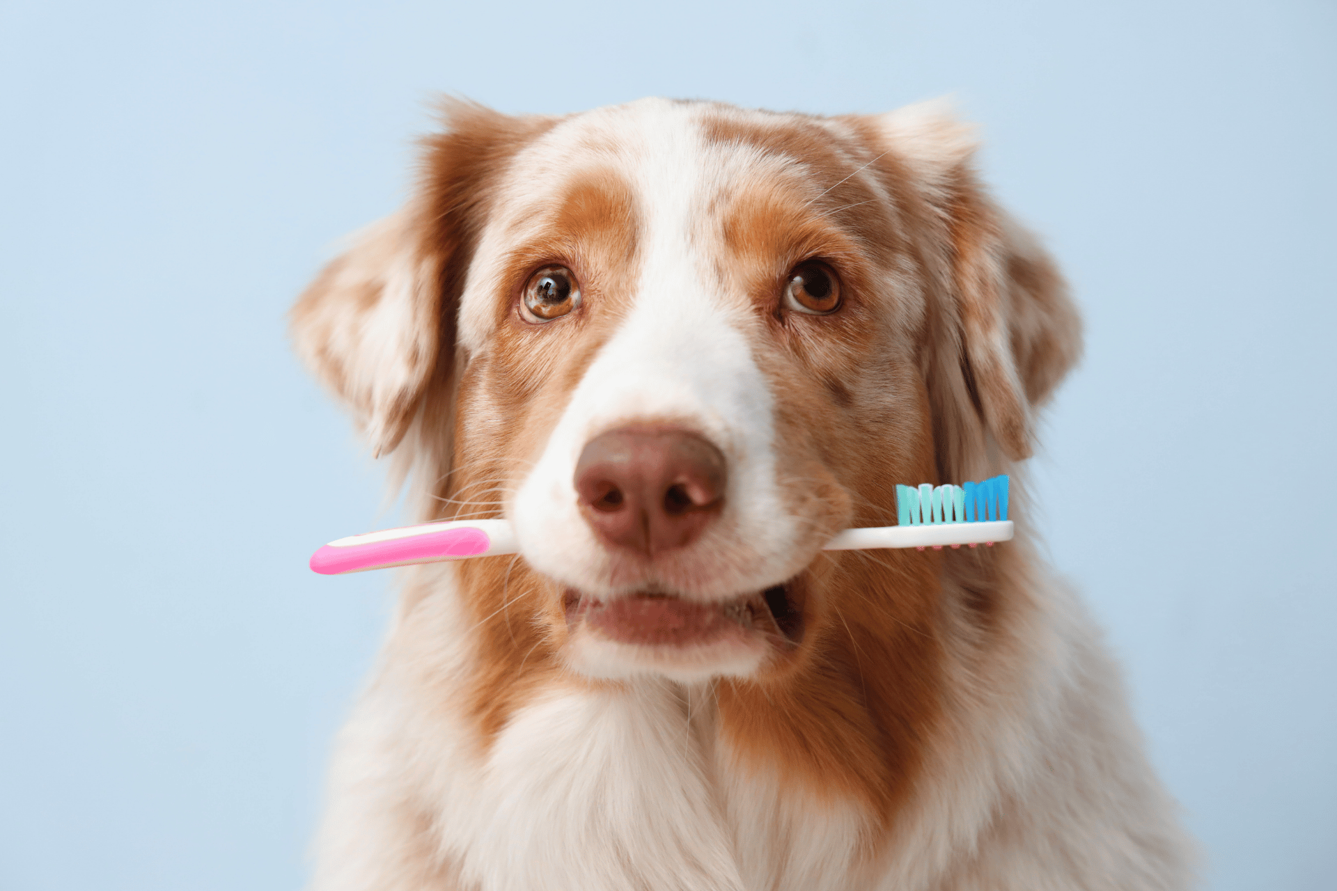 Pet care image for Dental Cost Estimate Calculator