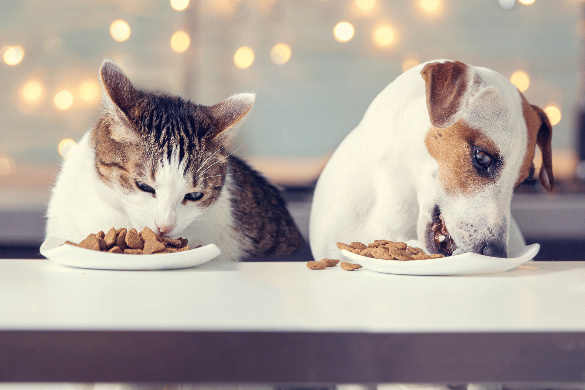 Dog care image for Dog & Cat Food Calculator: Your Pet Feeding Guide
