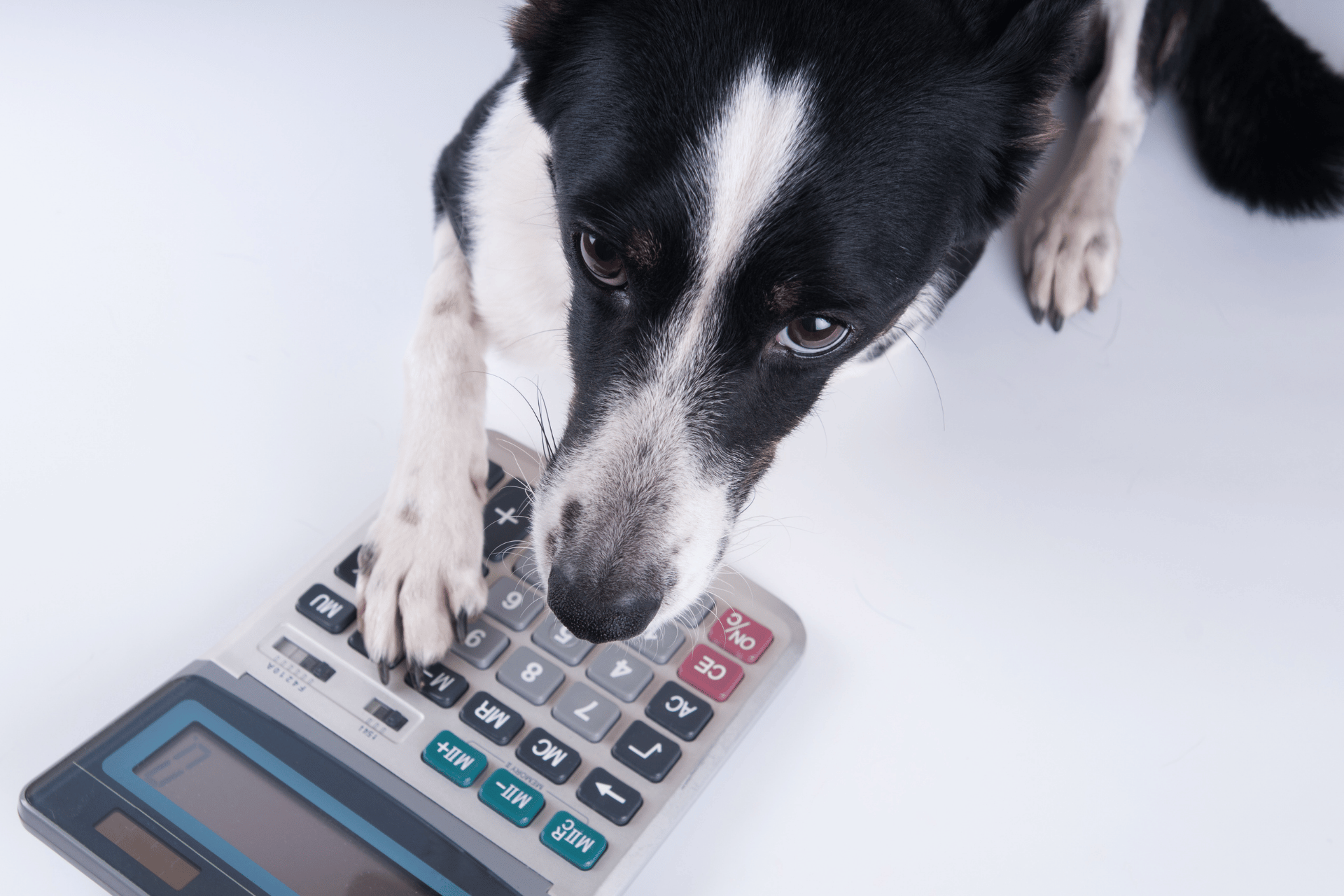 Dog care image for Dog Age Calculator & Converter