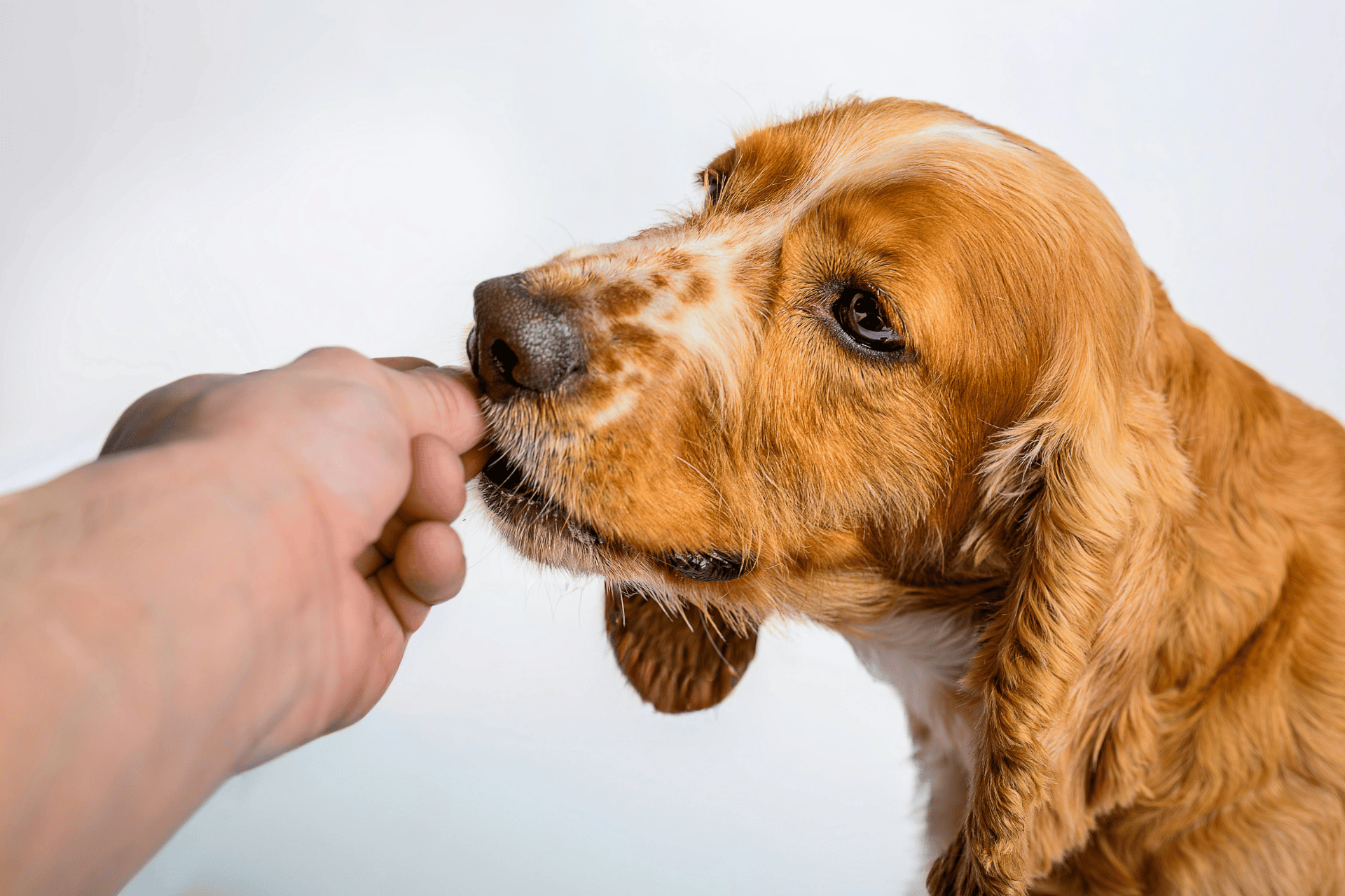 Dog care image for Dog Allergy Symptom Identifier