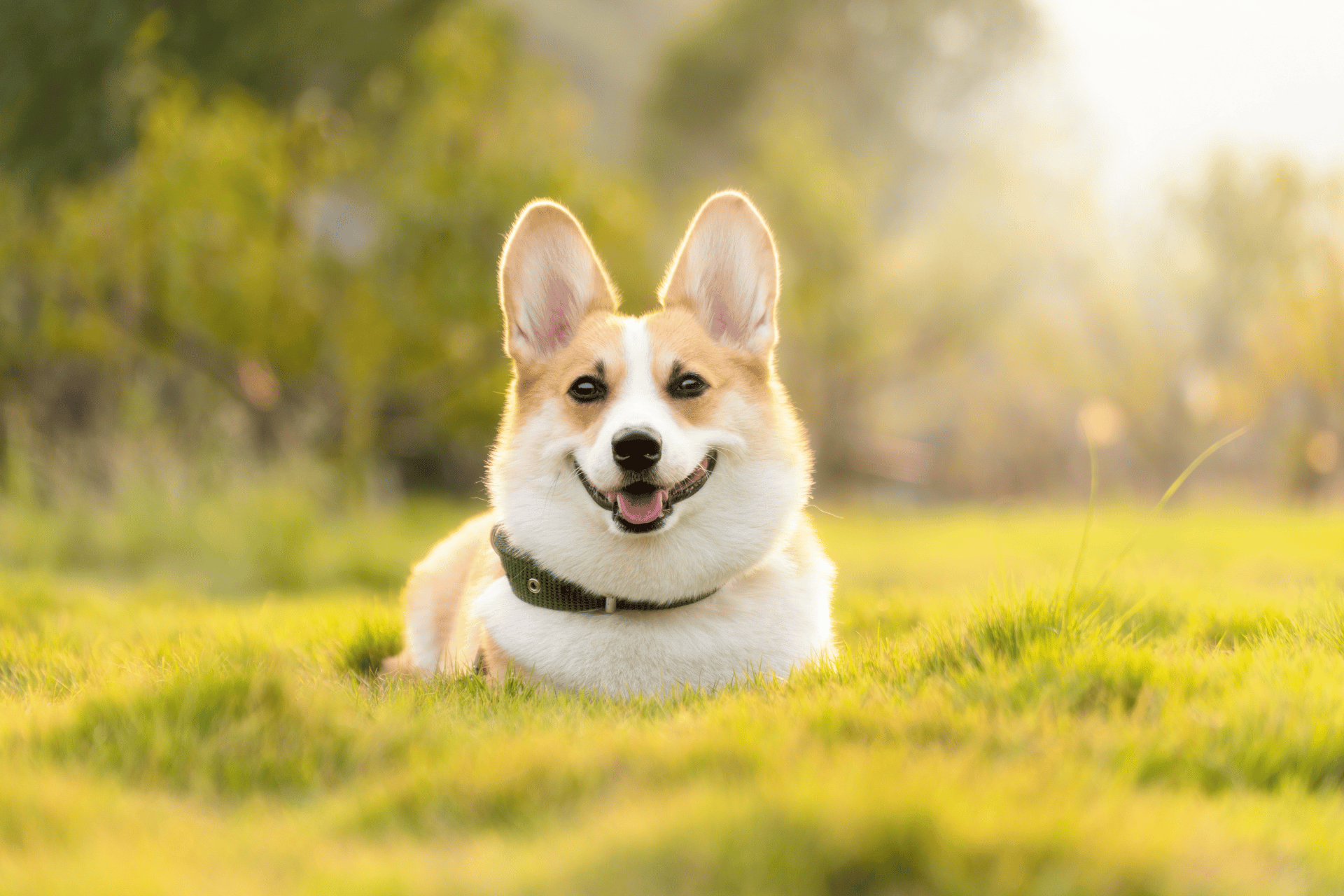 Dog care image for Dog BMI Calculator