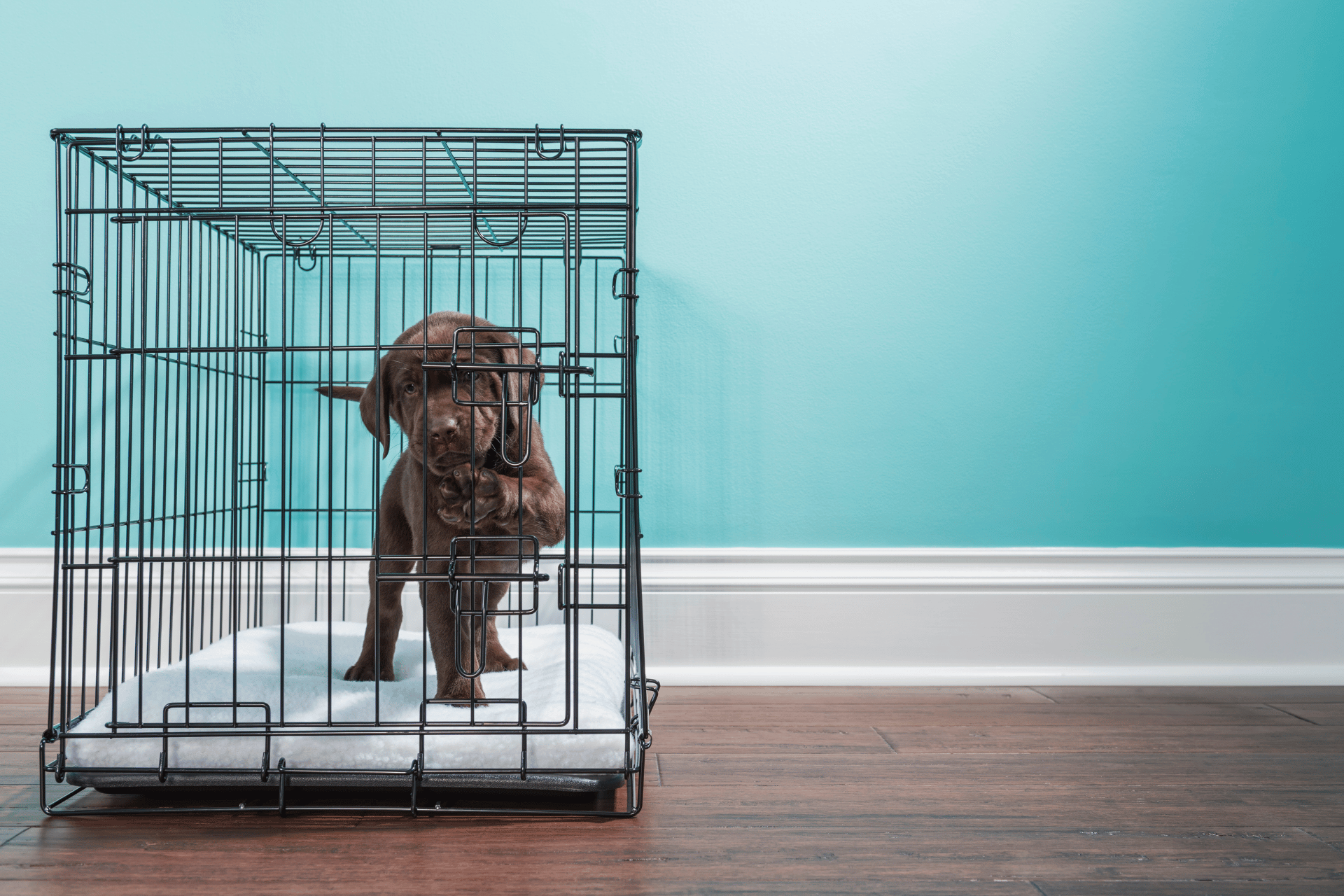 Dog care image for Dog Crate Size Calculator