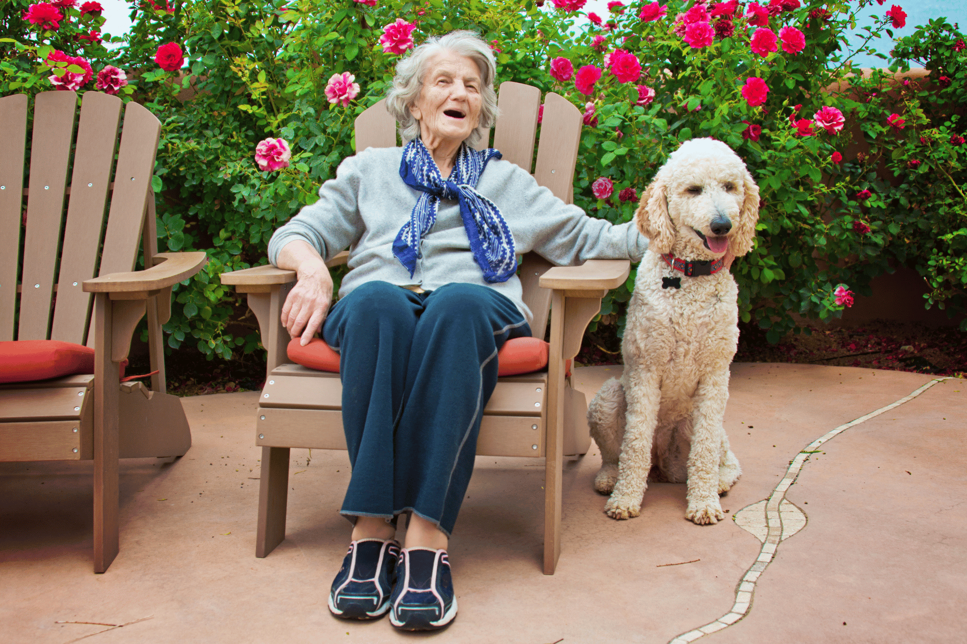 Dog care image for Dog Dementia Tool