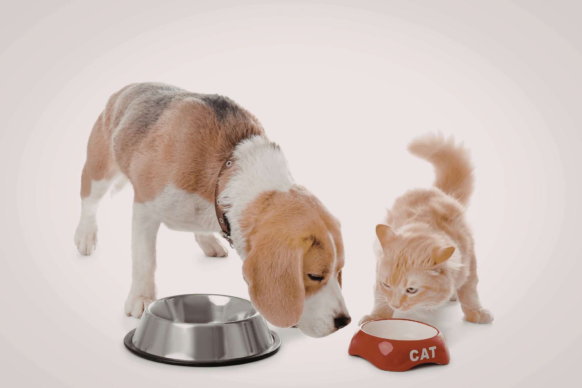 Pet care image for Dog Food and Cat Food Comparison Tool