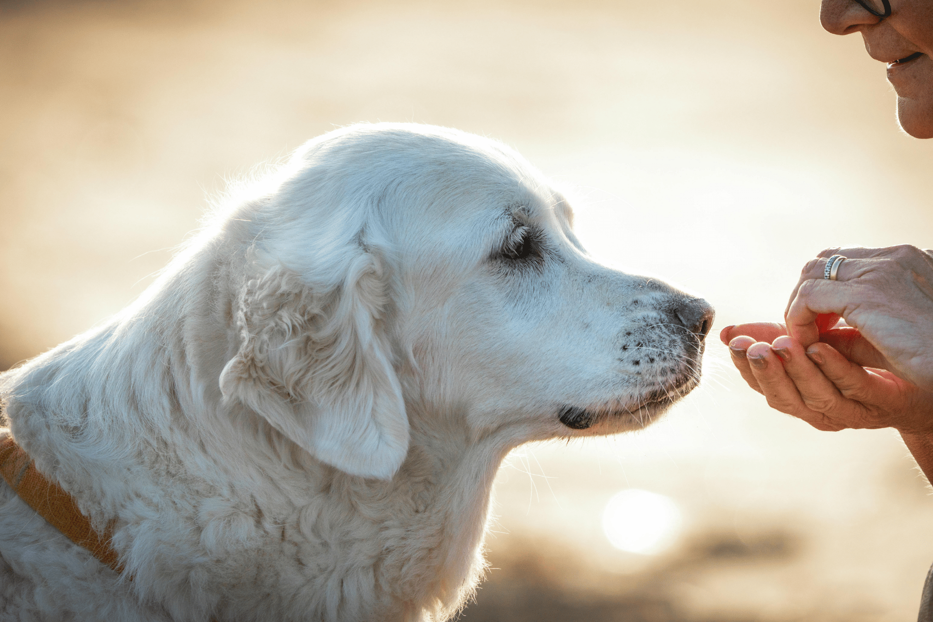Dog care image for Dog Garlic Toxicity Calculator