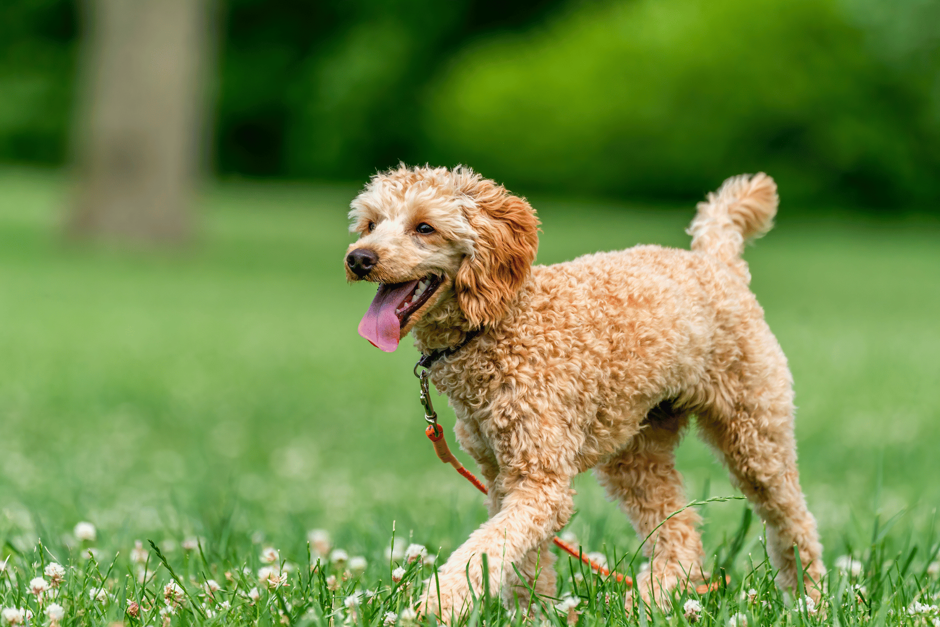 Dog care image for Dog Heat Cycle Calculator