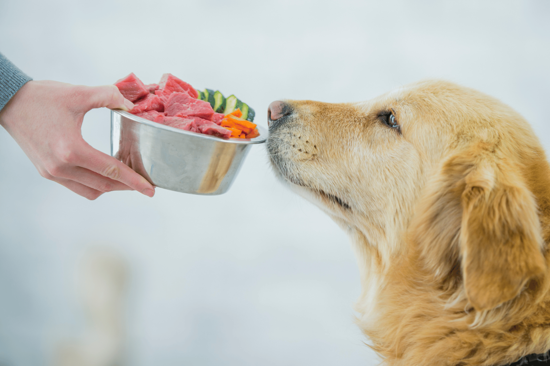 Dog care image for Dog Kidney Diet Calculator