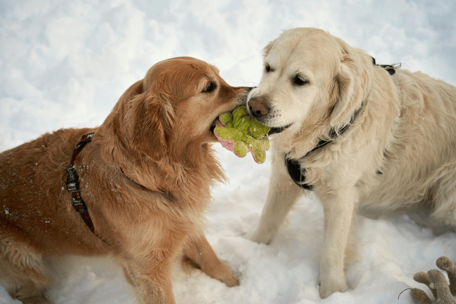 Dog care image for Dog Onion Toxicity Calculator