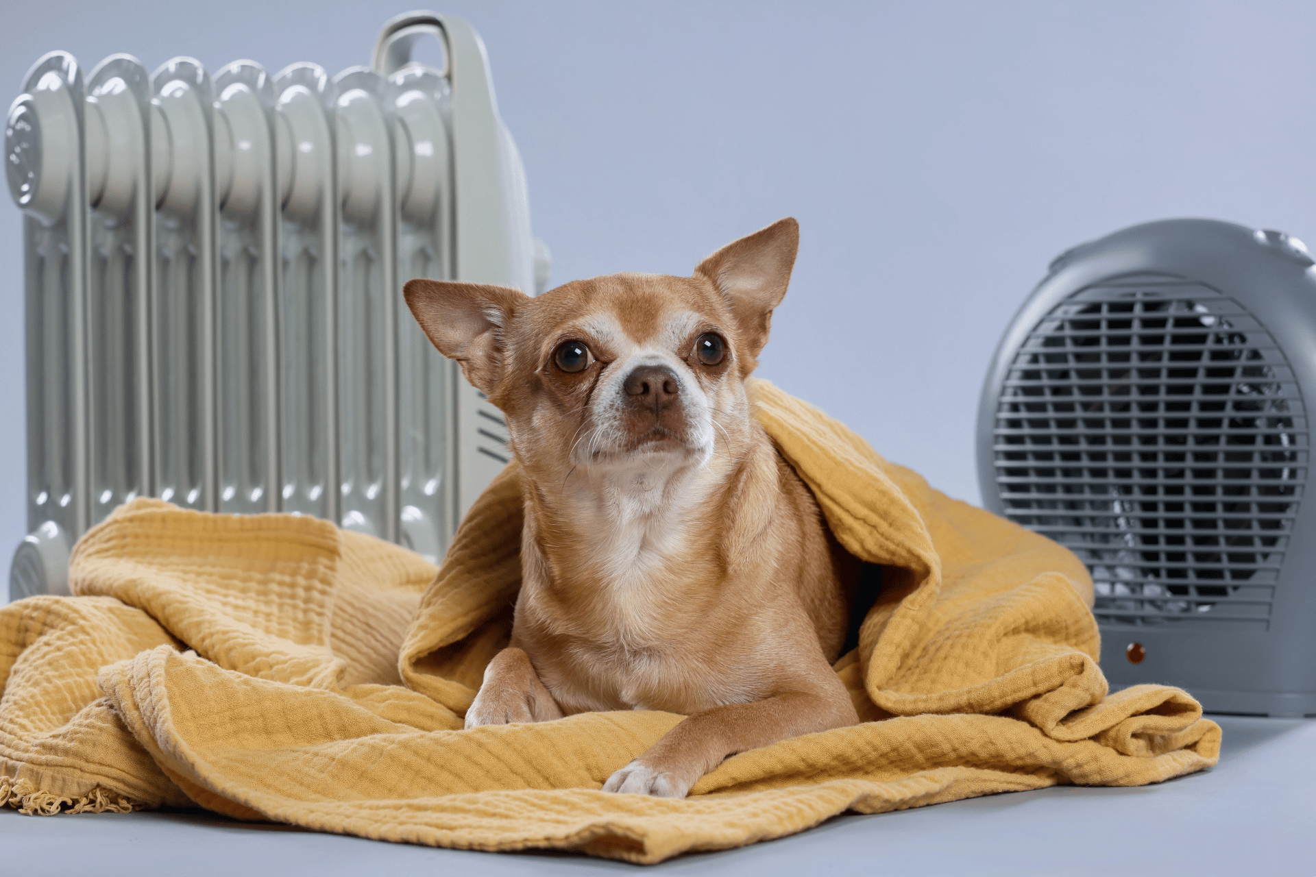 Dog care image for Dog Optimal Temperature Calculator