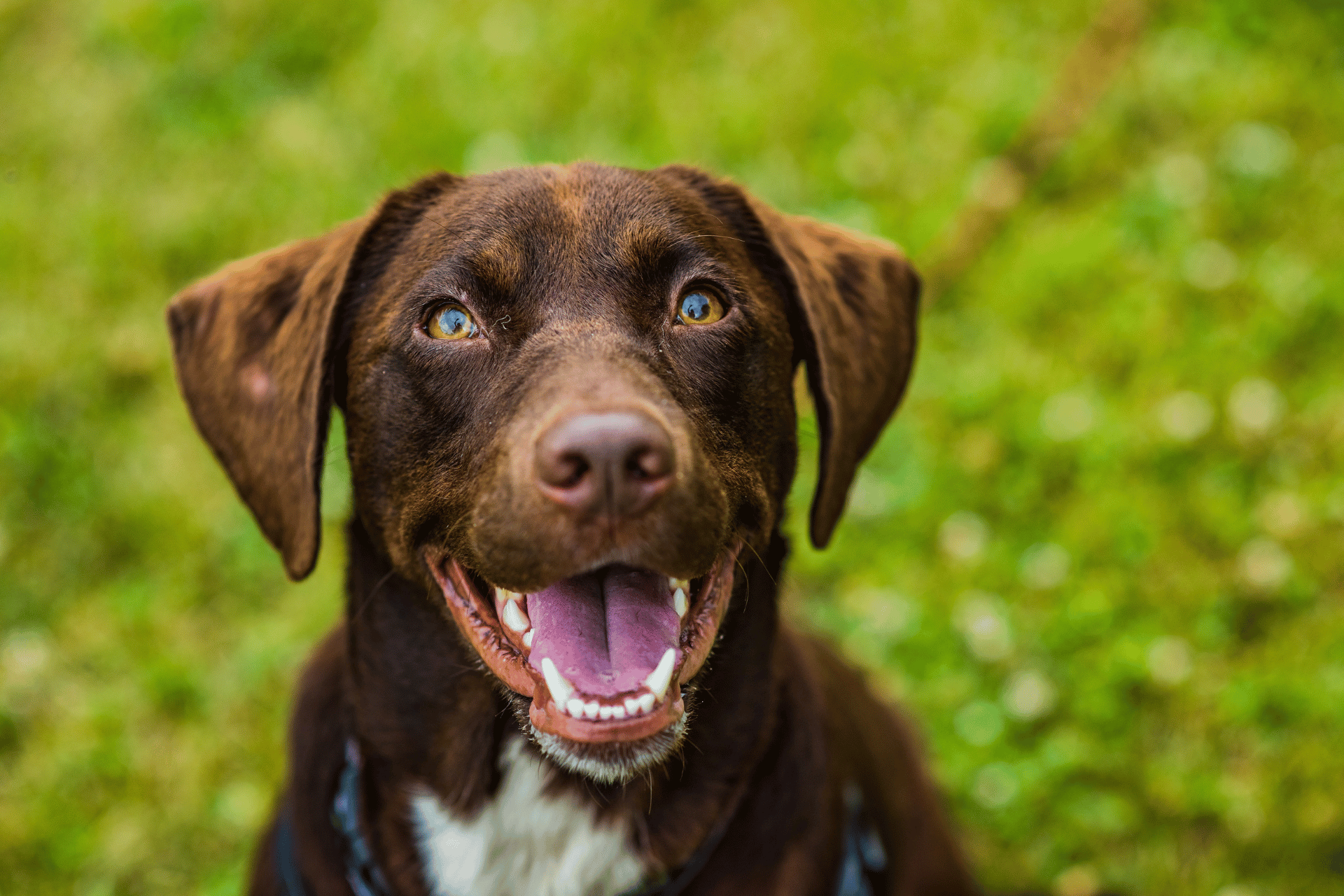 Pet care image for Dog Poison Checker