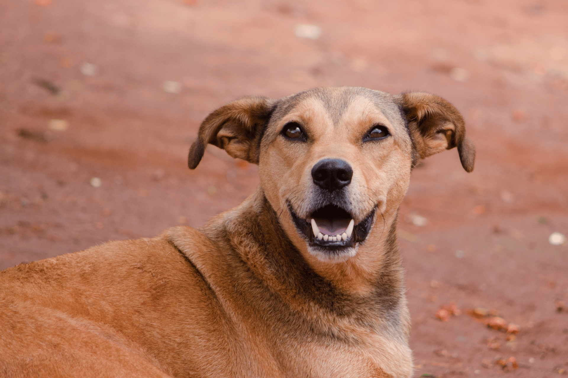 Dog care image for Dog Protein Calculator by Weight