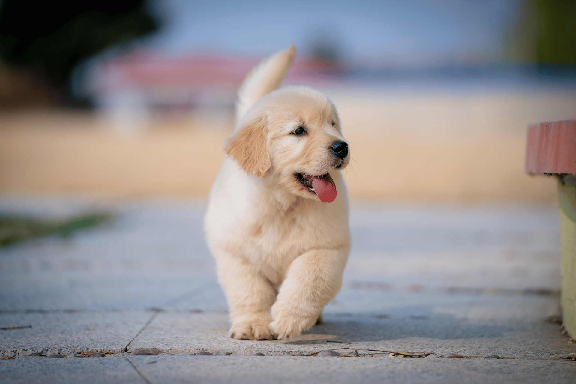 Dog care image for Dog Raisin Toxicity Calculator