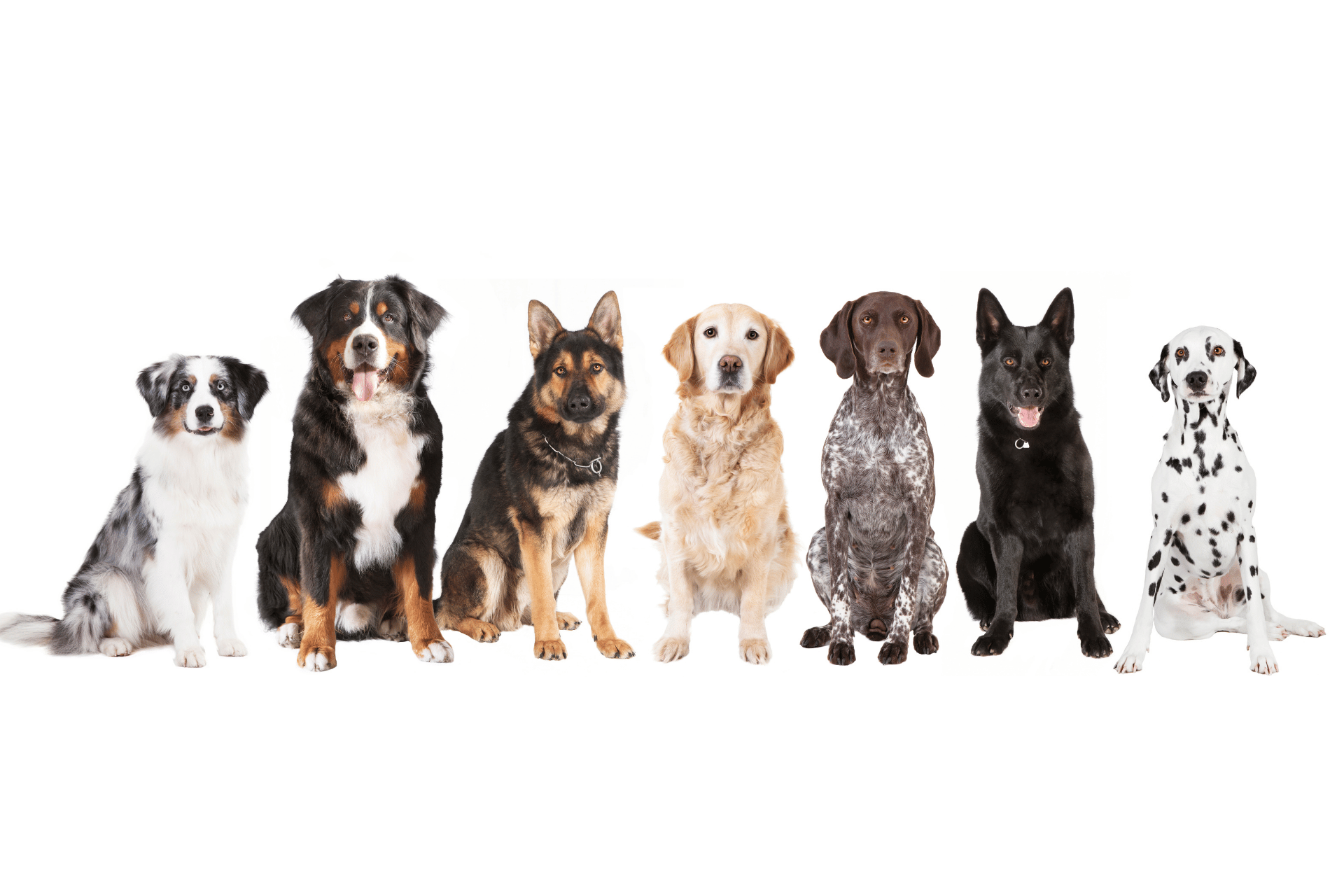 Dog care image for Dog Size Calculator