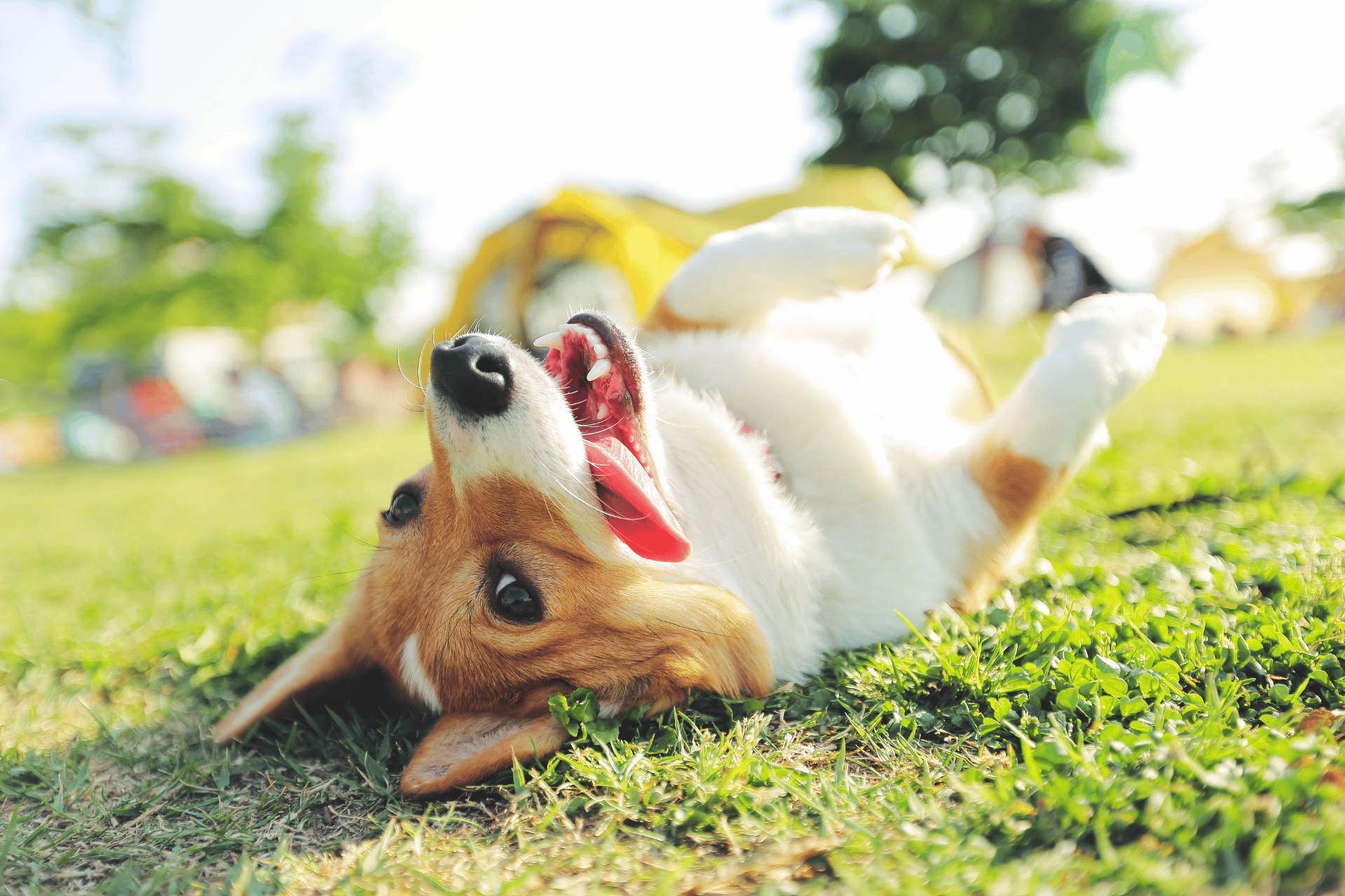 Pet care image for Dog Supplement Dosage Calculator by Weight