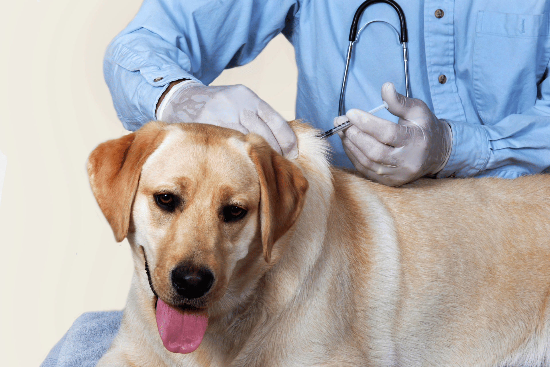 Dog care image for Dog Vaccination Schedule Calculator