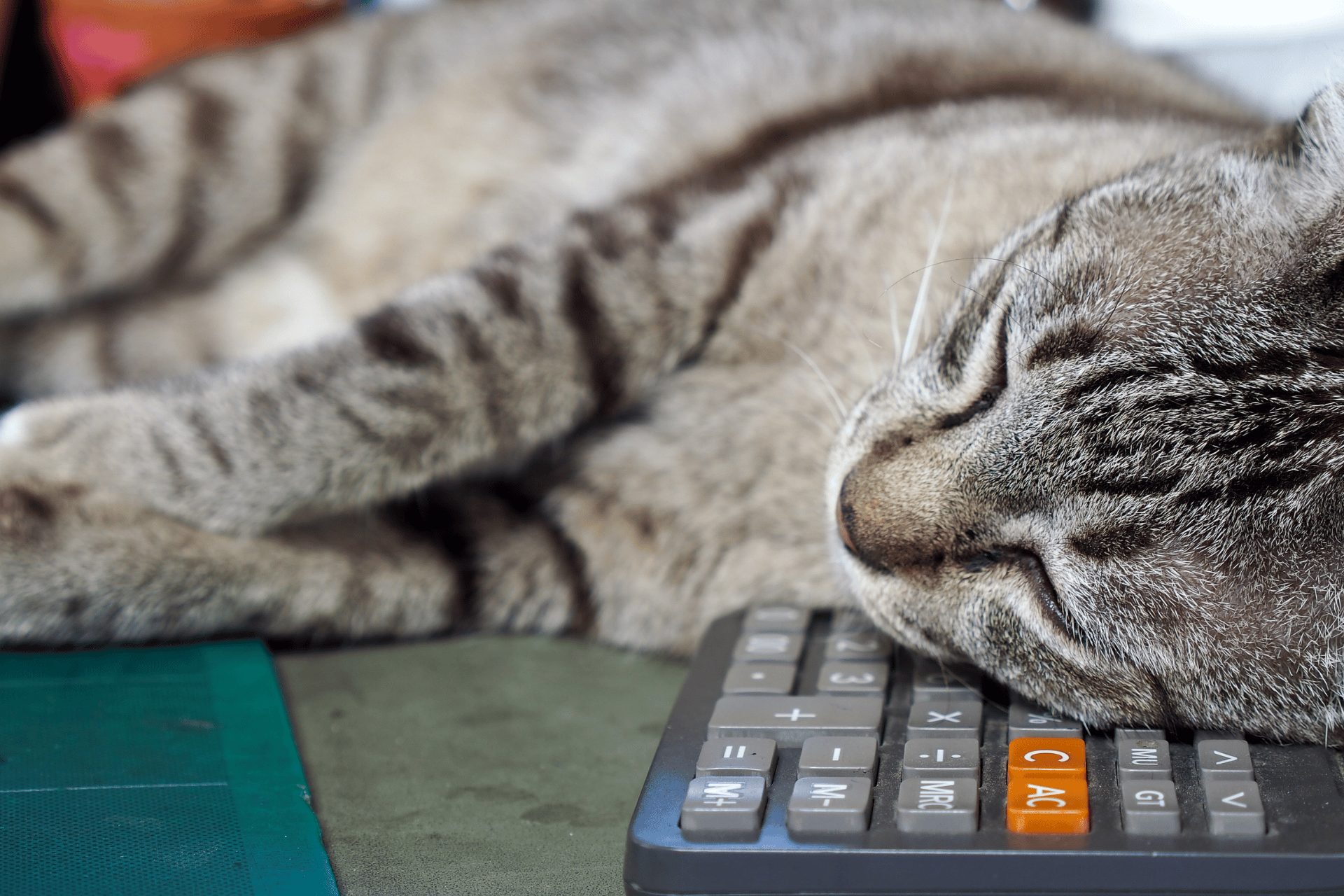 Cat care image for Feline Stress Calculator