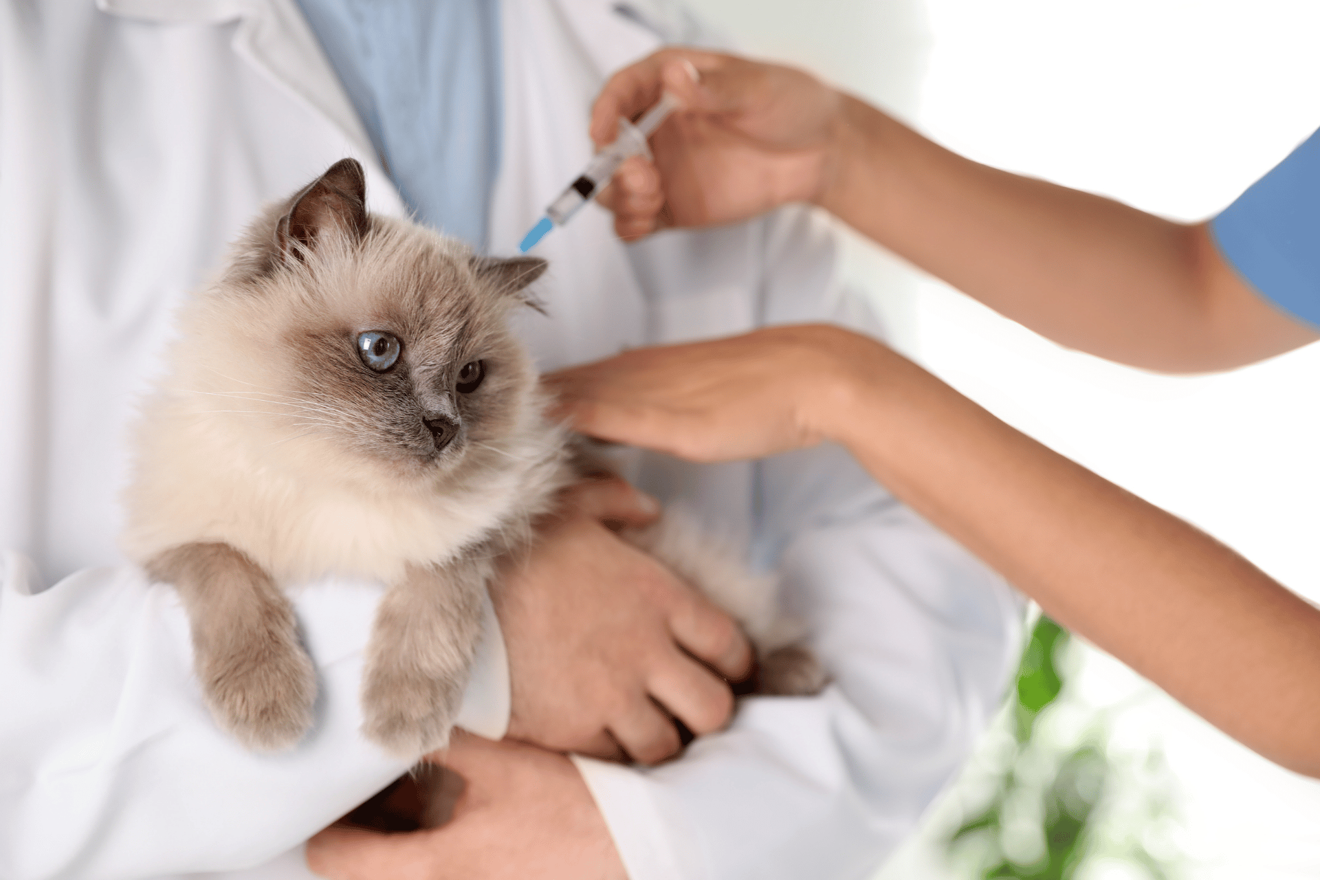 Cat care image for Feline Vaccine Lifestyle Calculator