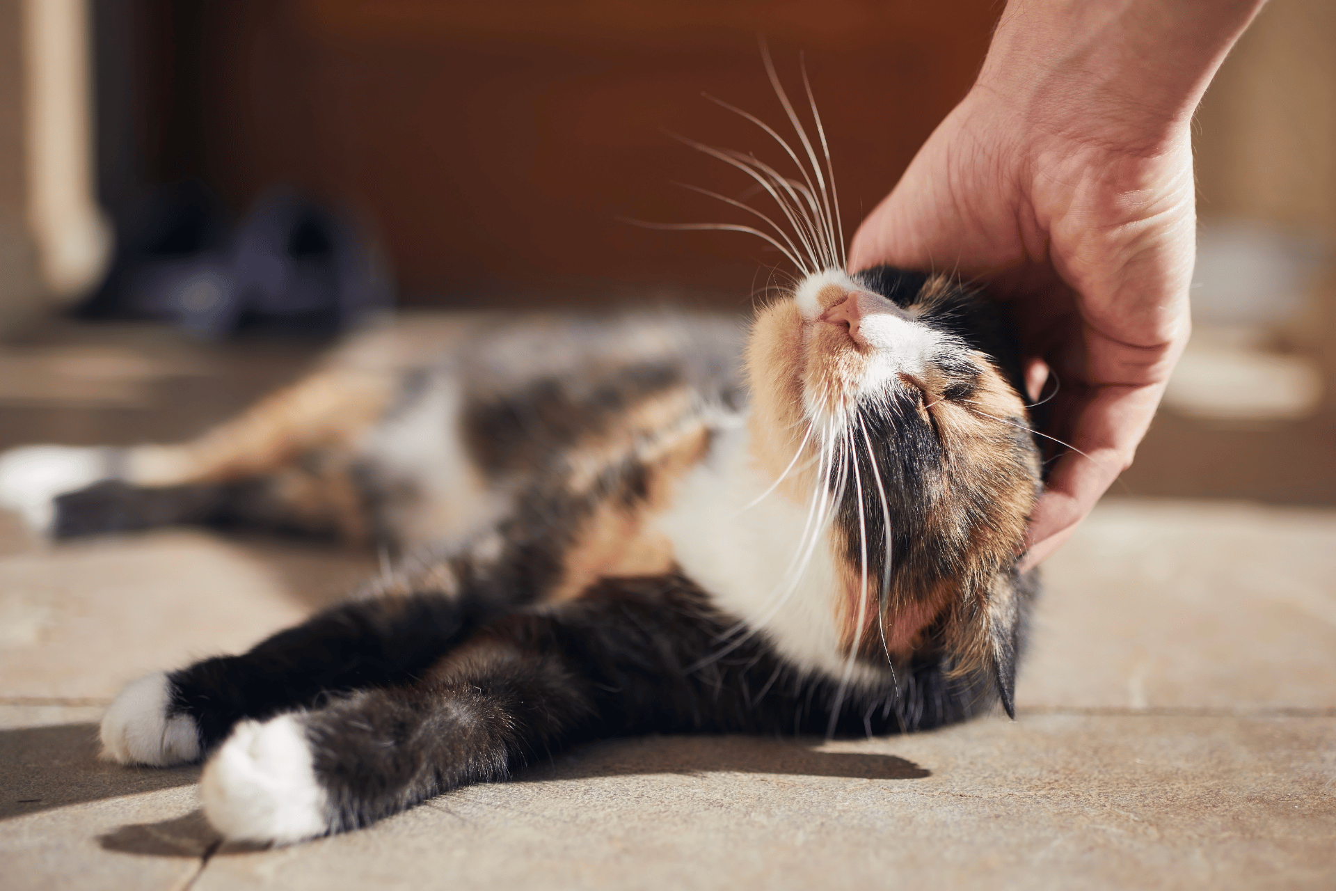 Cat care image for Free 2 Minute Cat Personality Test