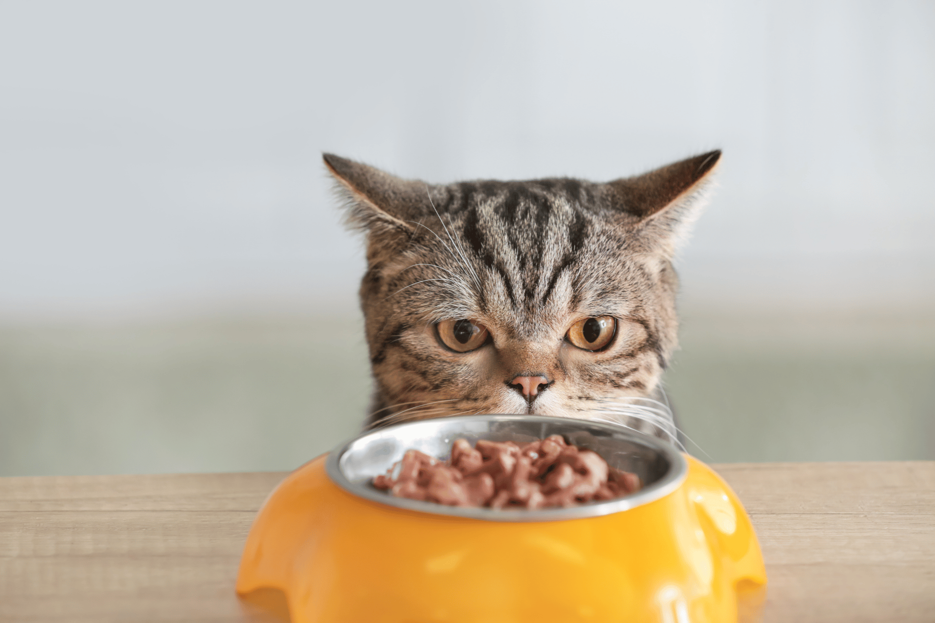 Cat care image for Free Carbohydrate Calculator for Cat Food