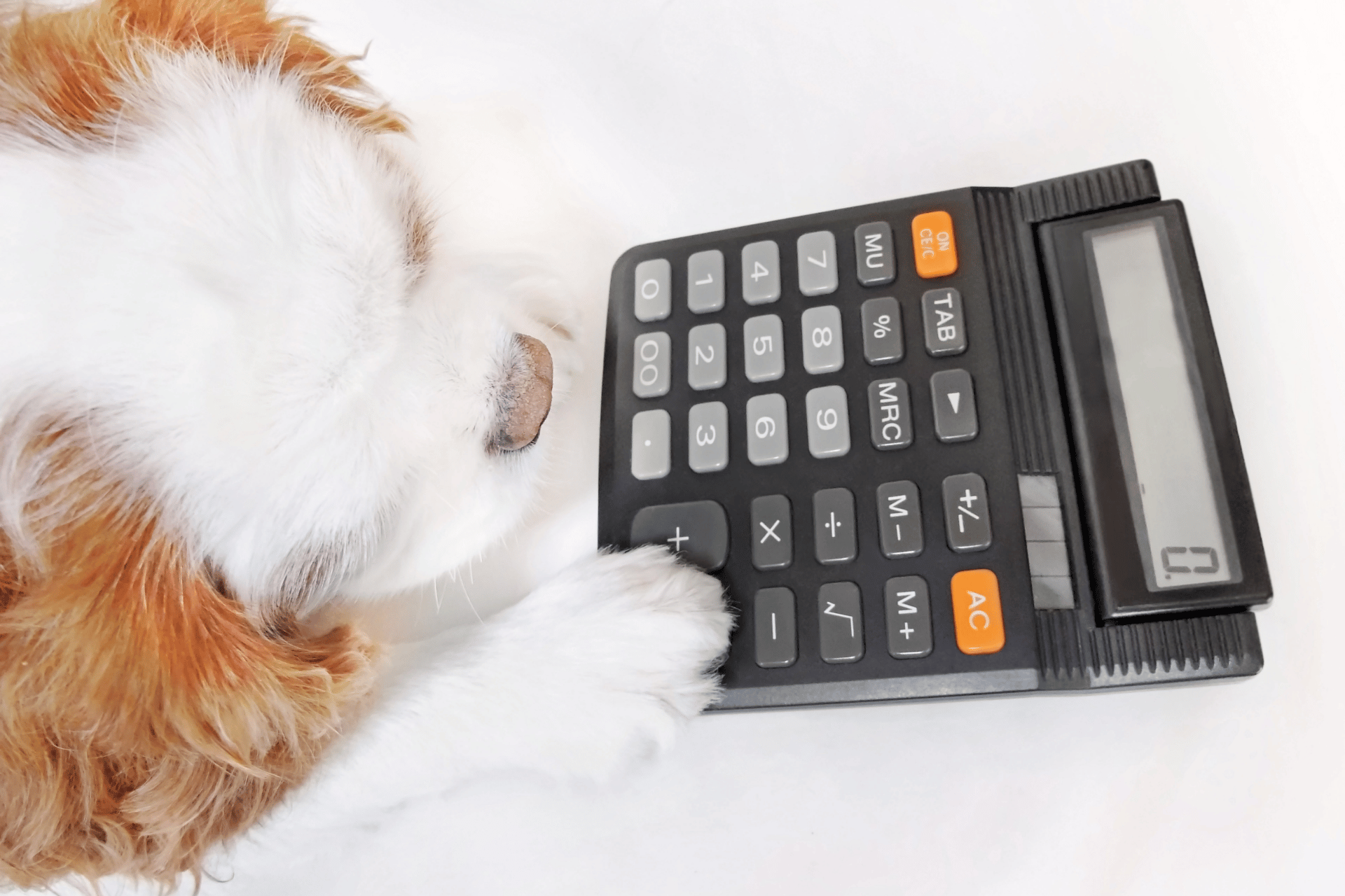 Dog care image for Glasgow Pain Score Calculator