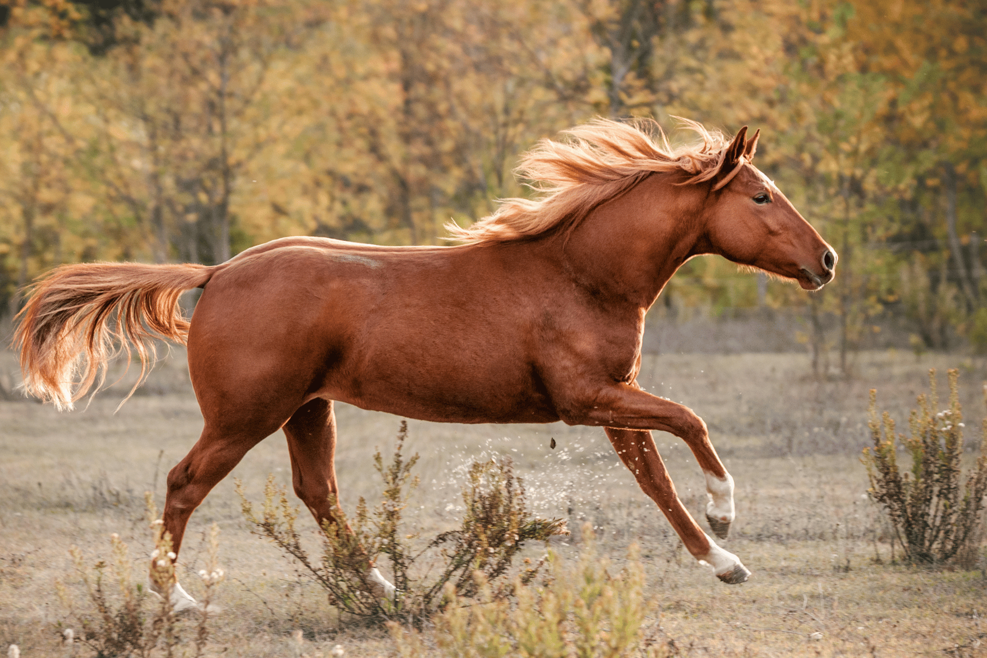 Horse care image for Horse Age Calculator