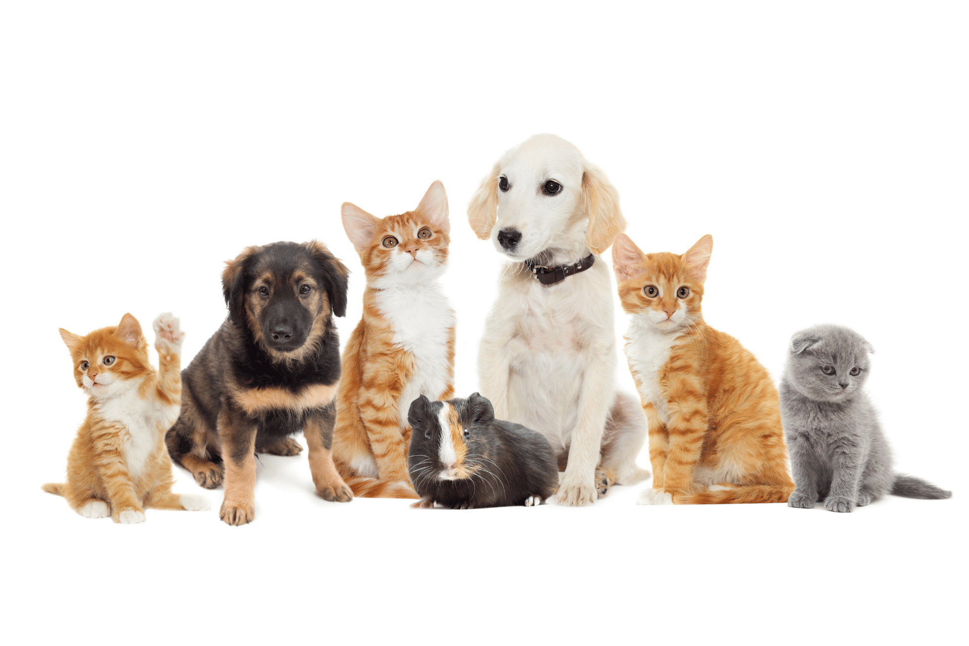Dog care image for Lap Day Calculator