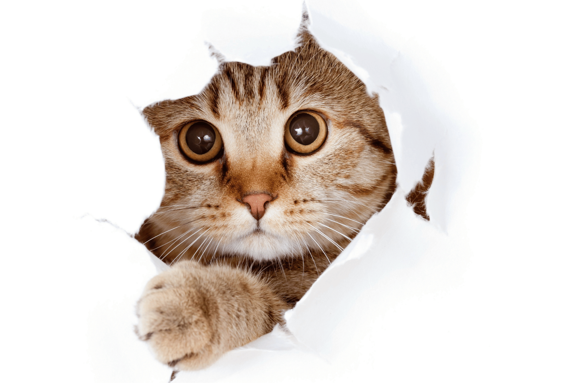 Cat care image for MER Calculator for Cats