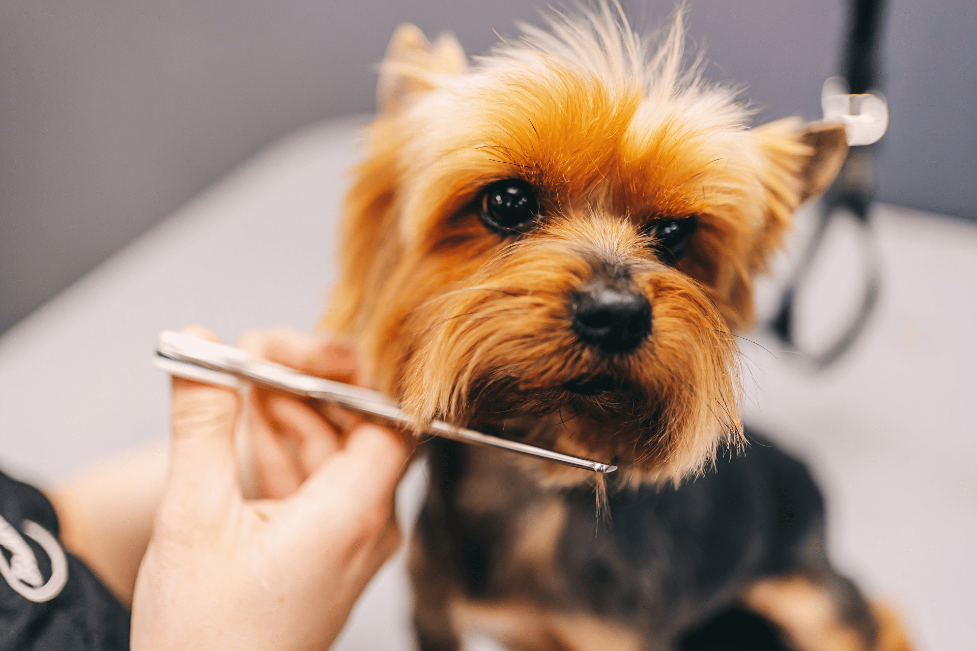 Dog care image for Pet Grooming Price Calculator